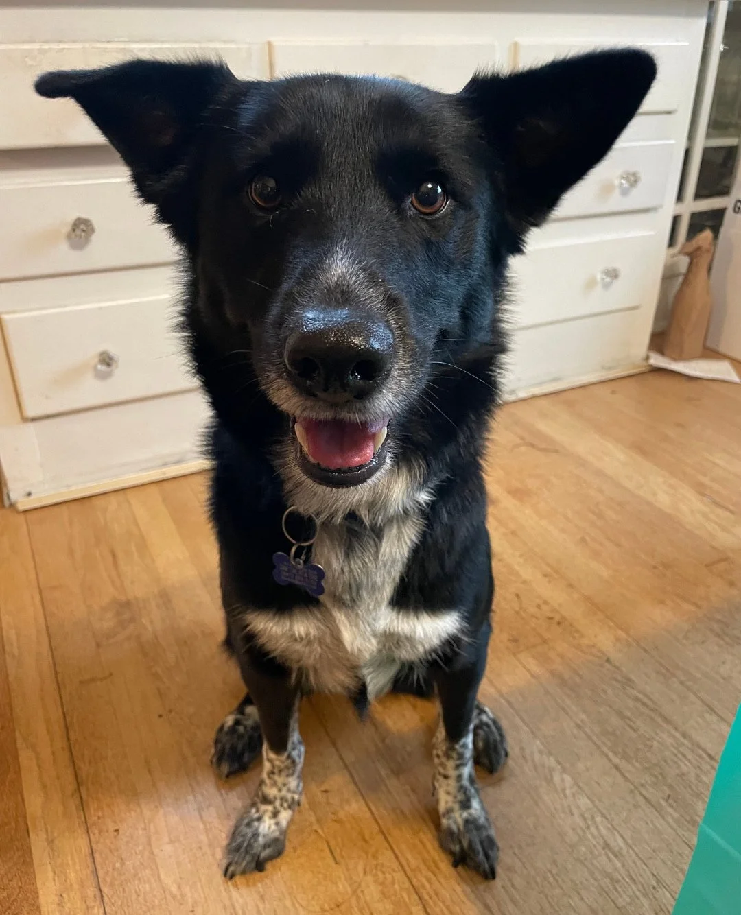 How bout some good news for your feed: Margarita will be at our Adoption Center tomorrow, Thursday 1/29, 2:30-6:30 -- or til someone decides to take happy hour home for life. ⁠
⁠
Margs is sweet, loving, and adores people. An excellent adventure buddy