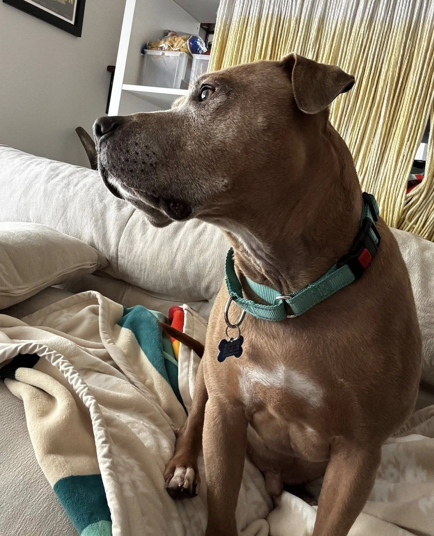 Opie is still looking for his person and will be back at it again today, Saturday 1/31, embracing the old adage about if at first you don&rsquo;t succeed. At our Adoption Center from 10am-4pm (or til he finds a fellow nap enthusiast) this sweet guy i