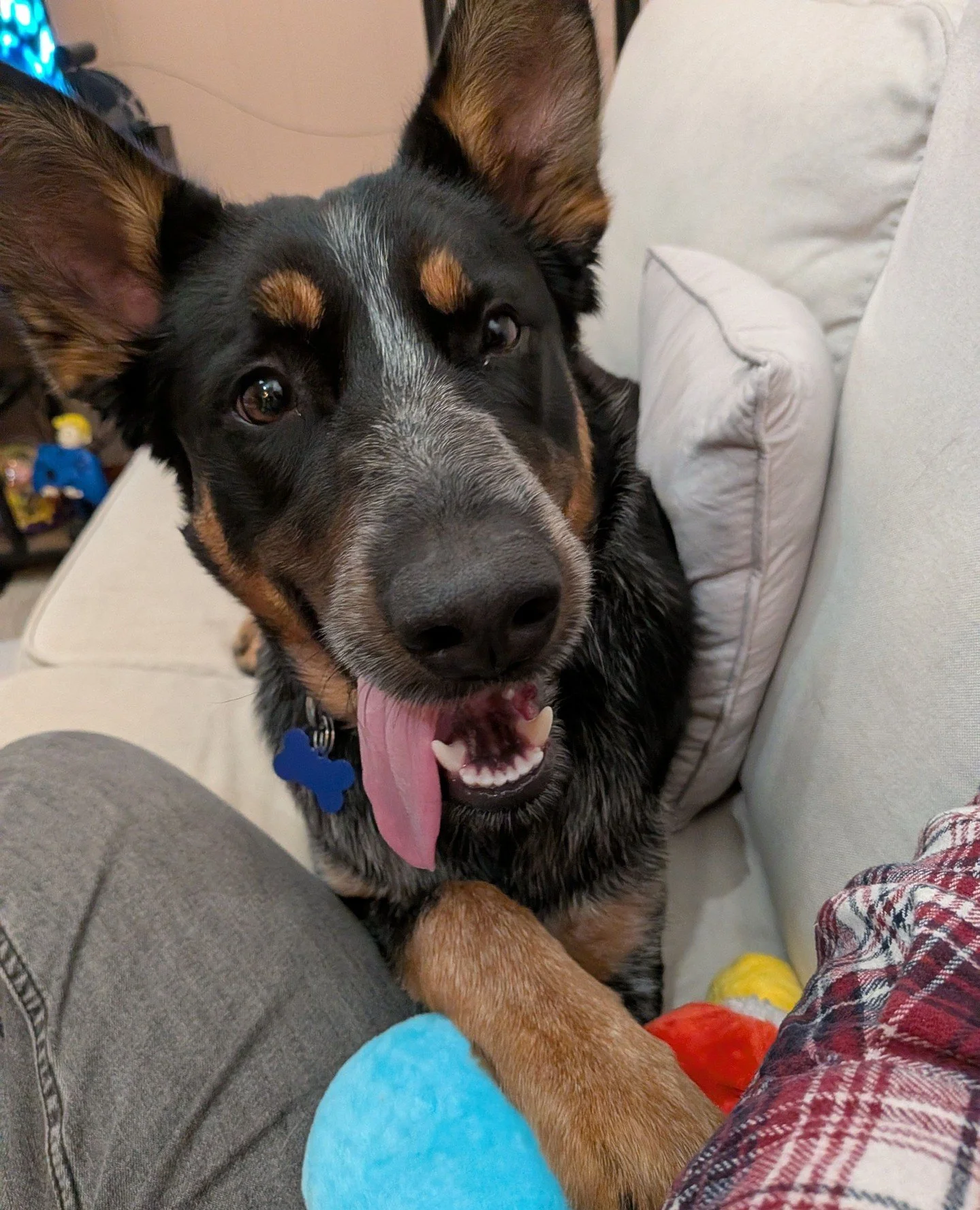 One out, one in! With Opie adopted, Bachelor decided to come say hai. He'll now be the handsome available at our Adoption Center today until we close at 4pm -- or some lucky person makes him a bachelor no more. This buddy is sweet and playful, loving