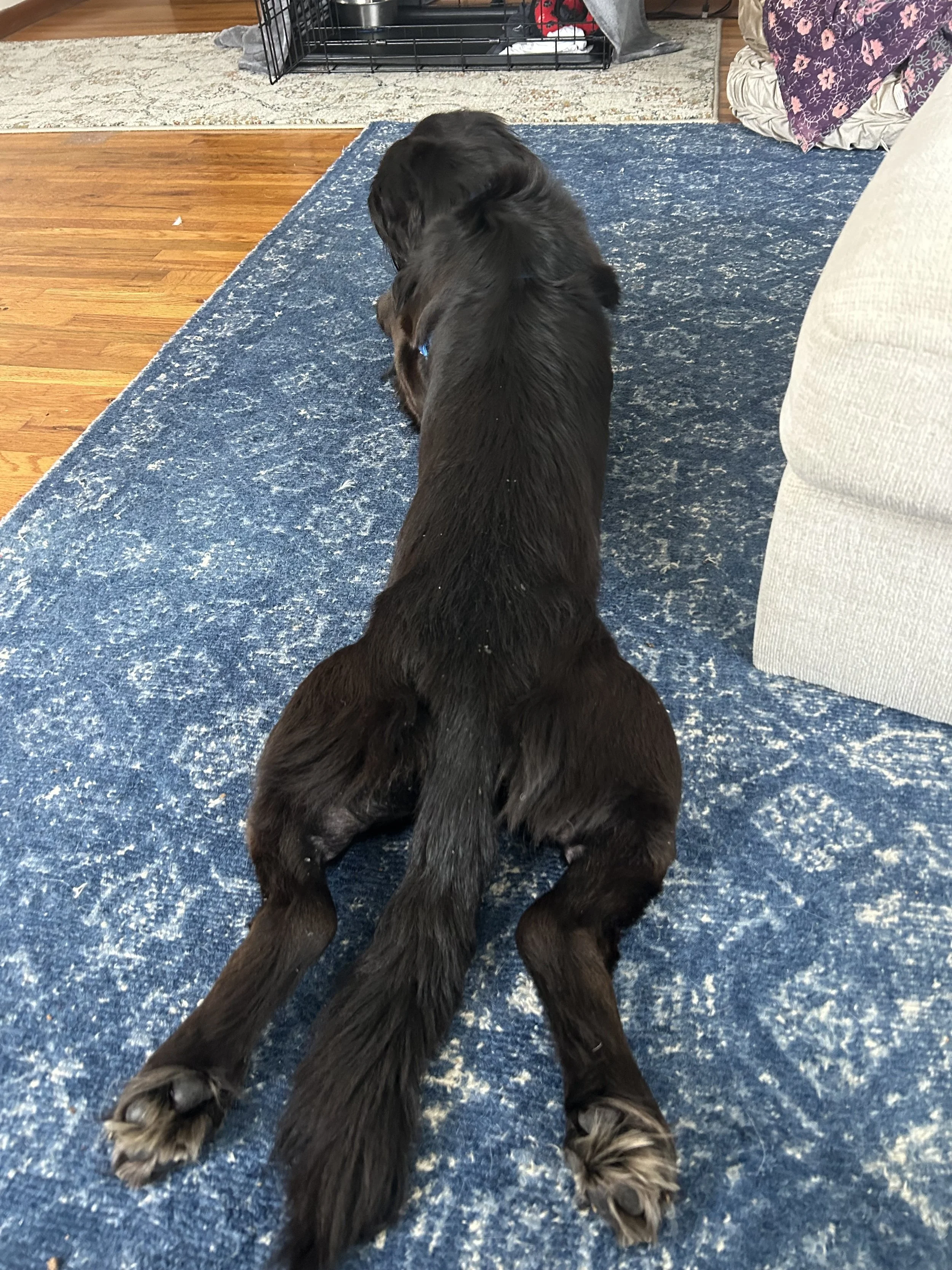 Martinsploot.jpg