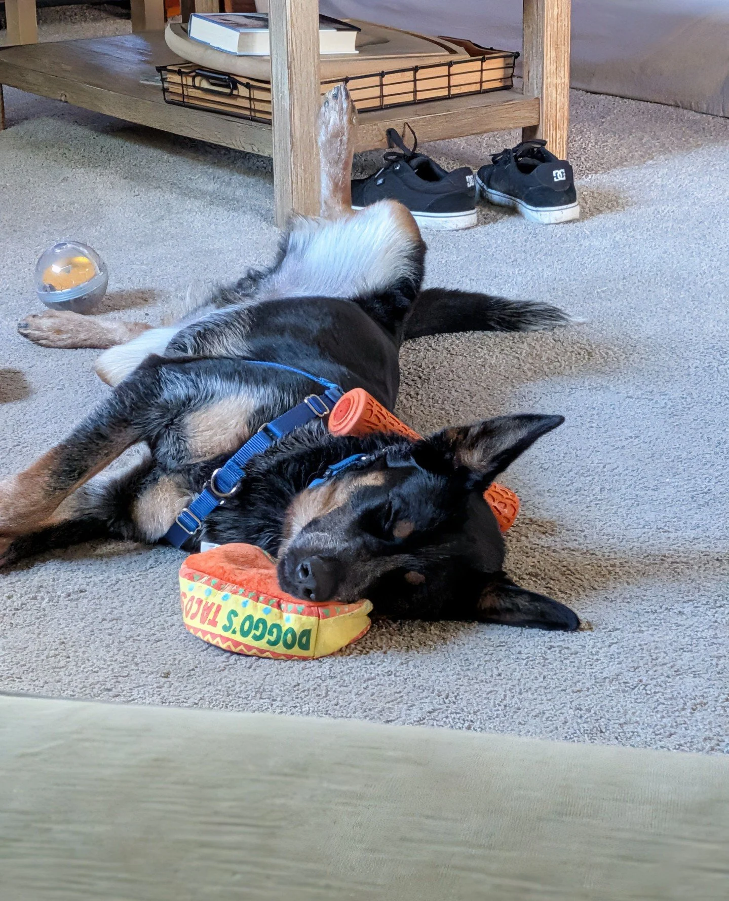 Bachelor didn&rsquo;t get adopted last week, and as you can see he&rsquo;s handling that just fine. He knows there's no time limit with us. ⁠
⁠
If you&rsquo;ve met, you already know he loves everyone in classic easygoing dude fashion. Let&rsquo;s mak