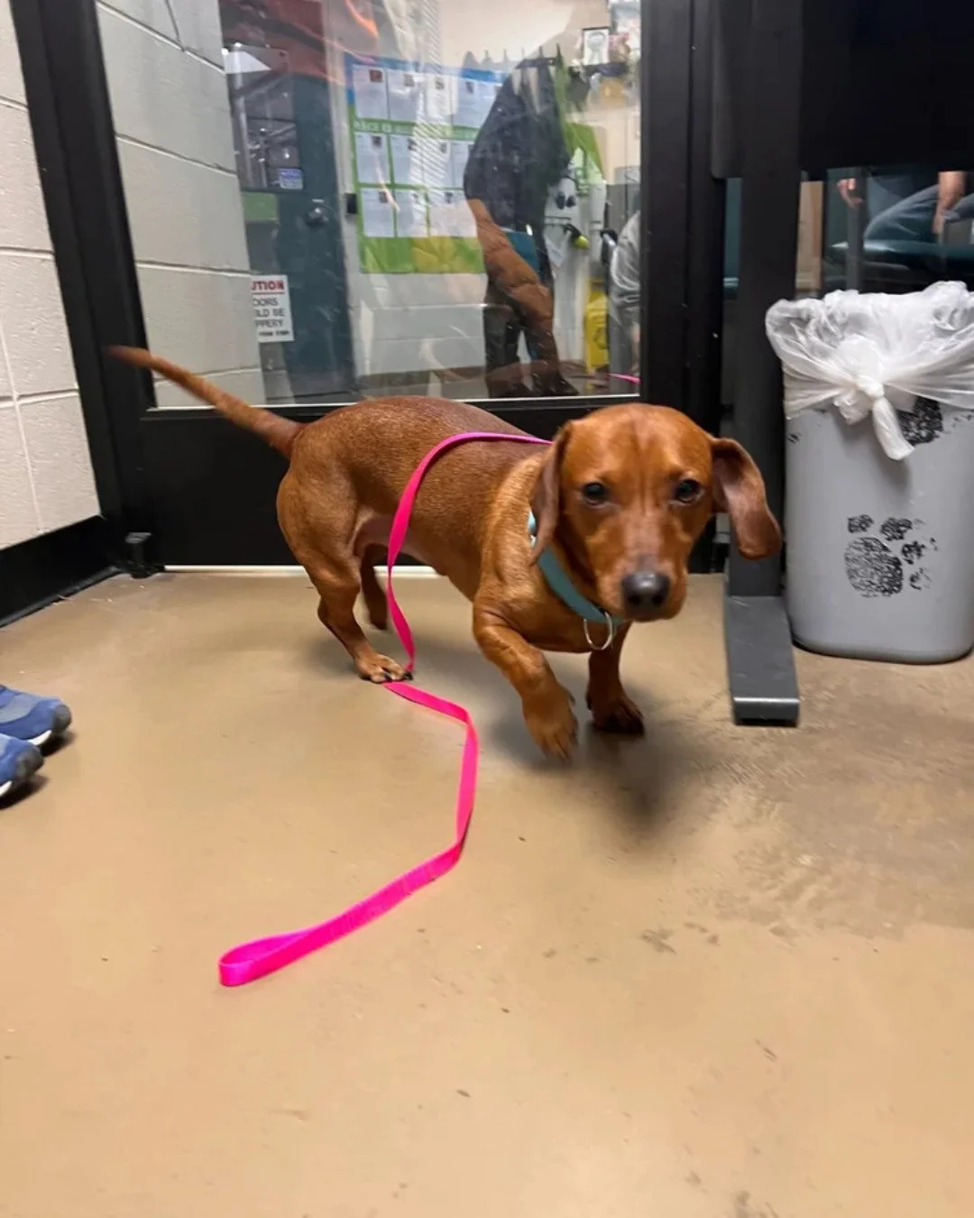 Please welcome Frank and Bogart, fresh from Multnomah County Animal Services @multcopets⁠. They&rsquo;ve officially arrived into the Good Life and are right where they need to be.⁠
⁠
Welcome, boys!