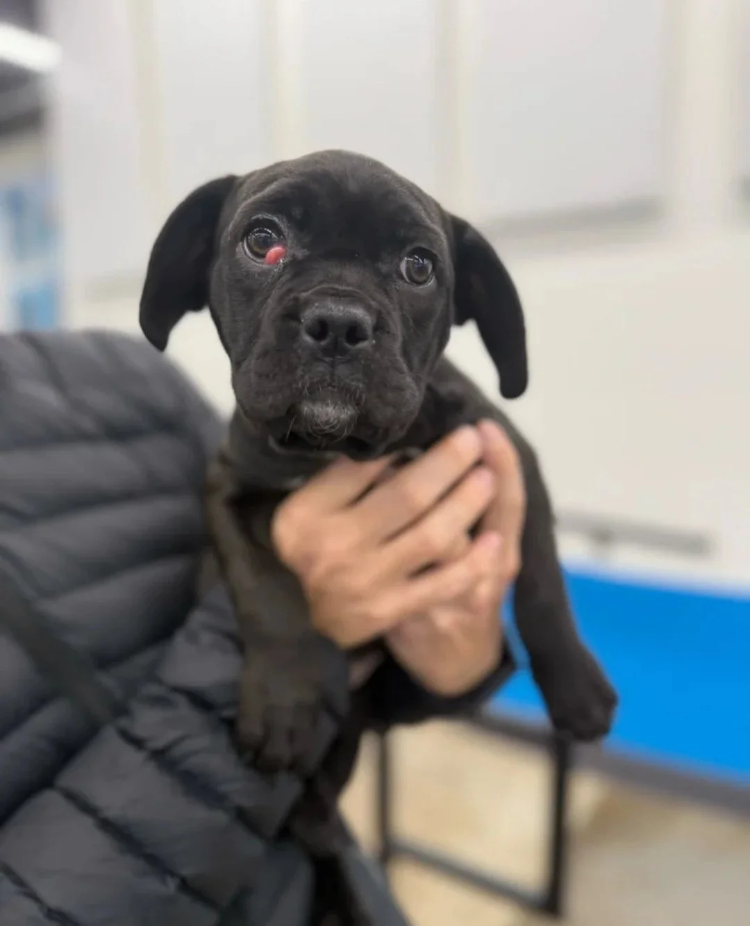 Babies Eloise and Frank will *both* be hanging out at our Adoption Center tomorrow, Thursday 2/5.⁠
⁠
Eloise the puppy will be here all day from 2:30&ndash;6:30 (or until adopted). ⁠
⁠
Frank will be here for a limited time from 4:30-6:30 (or until ado