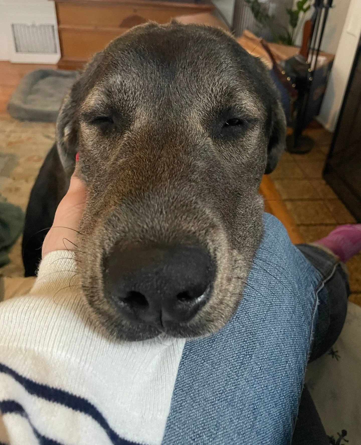 In need of a weekend plan that includes dogs? Bogart and Bachelor will be holding office hours at the Adoption Center this Saturday (2/7) from 10:15AM&ndash;3:30PM.⁠
⁠
They&rsquo;ll be available for adoption on the spot&hellip; or you can stop by sim