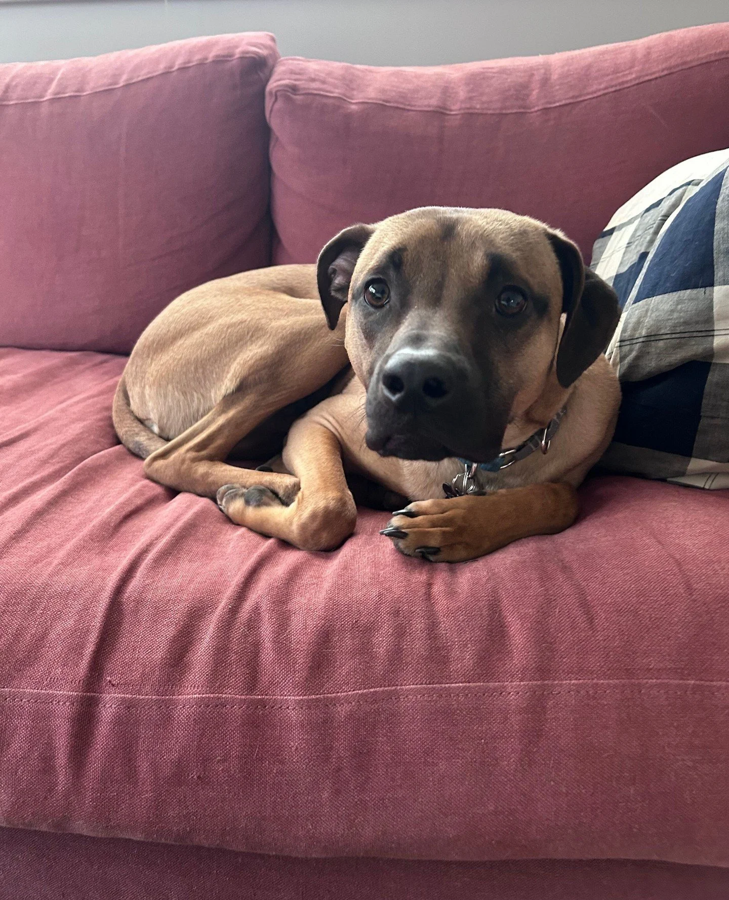 Francis (or Frank to his friends) is doing great, thanks for asking. He&rsquo;s been enjoying outings to local parks and restaurants, keeping up with his dog pals, and is fully committed to playing hard, napping harder. (Preferably on top of his fost