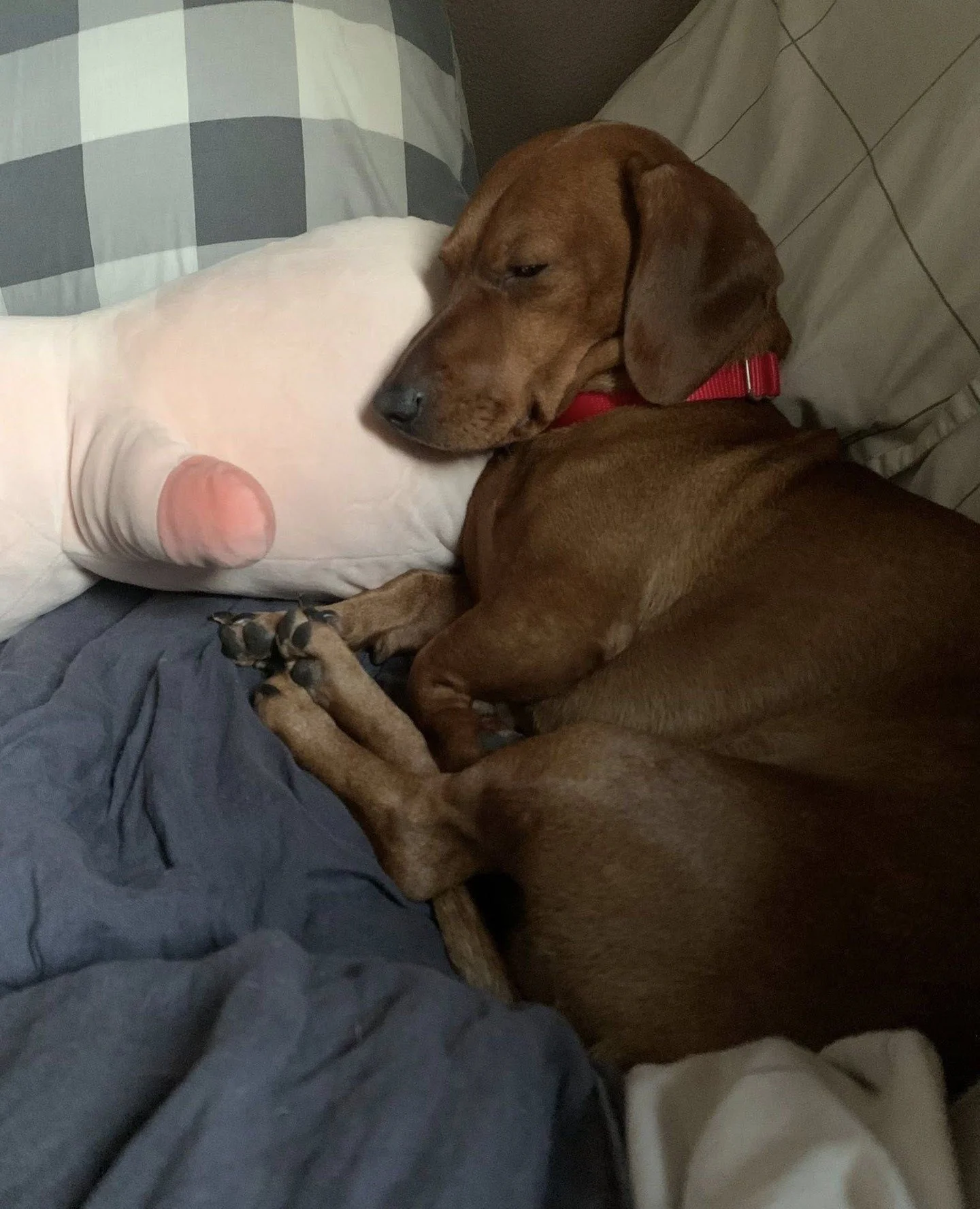 Frank is practicing being at home.⁠
He&rsquo;s very good at it.