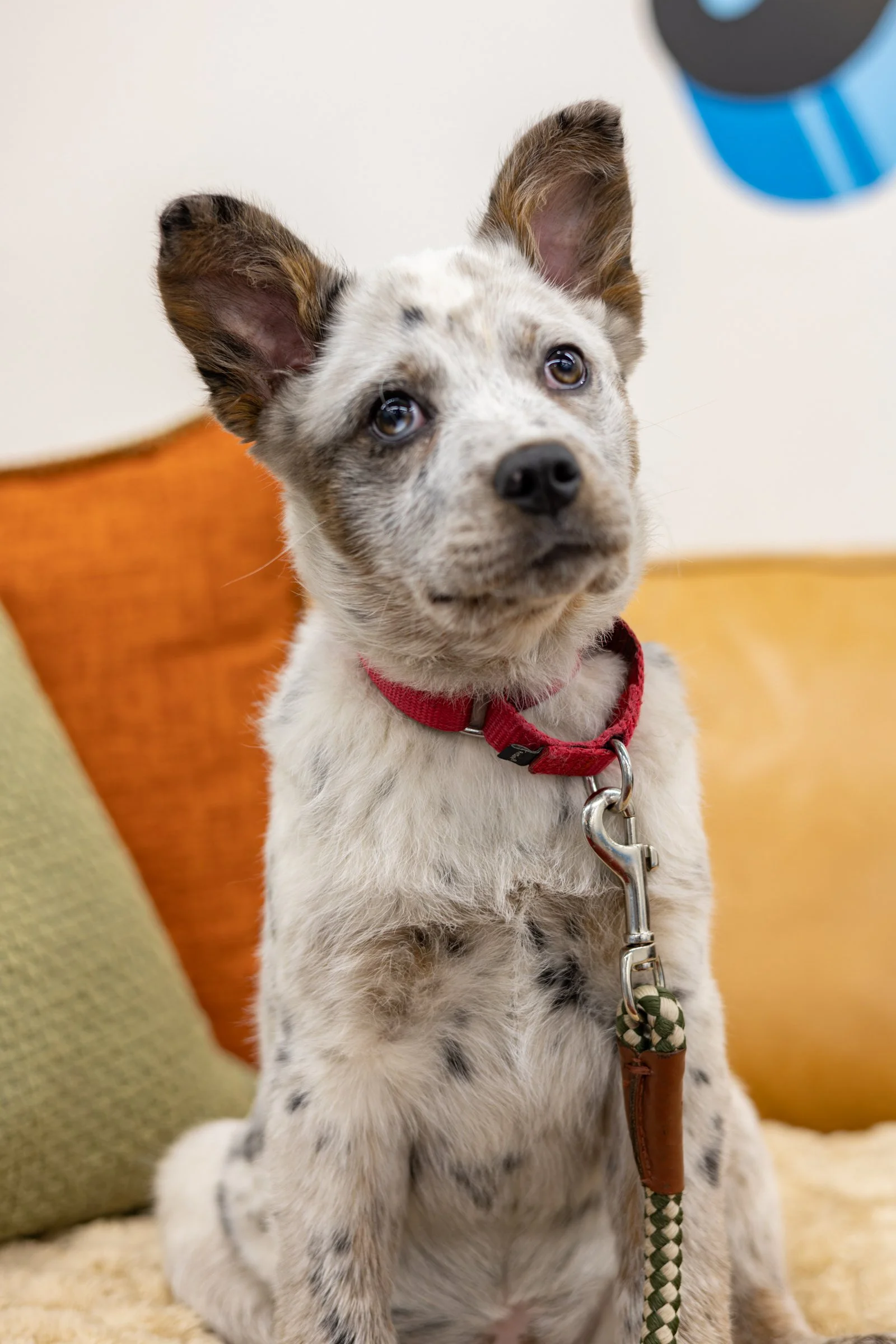 Bailey - Applications Closed