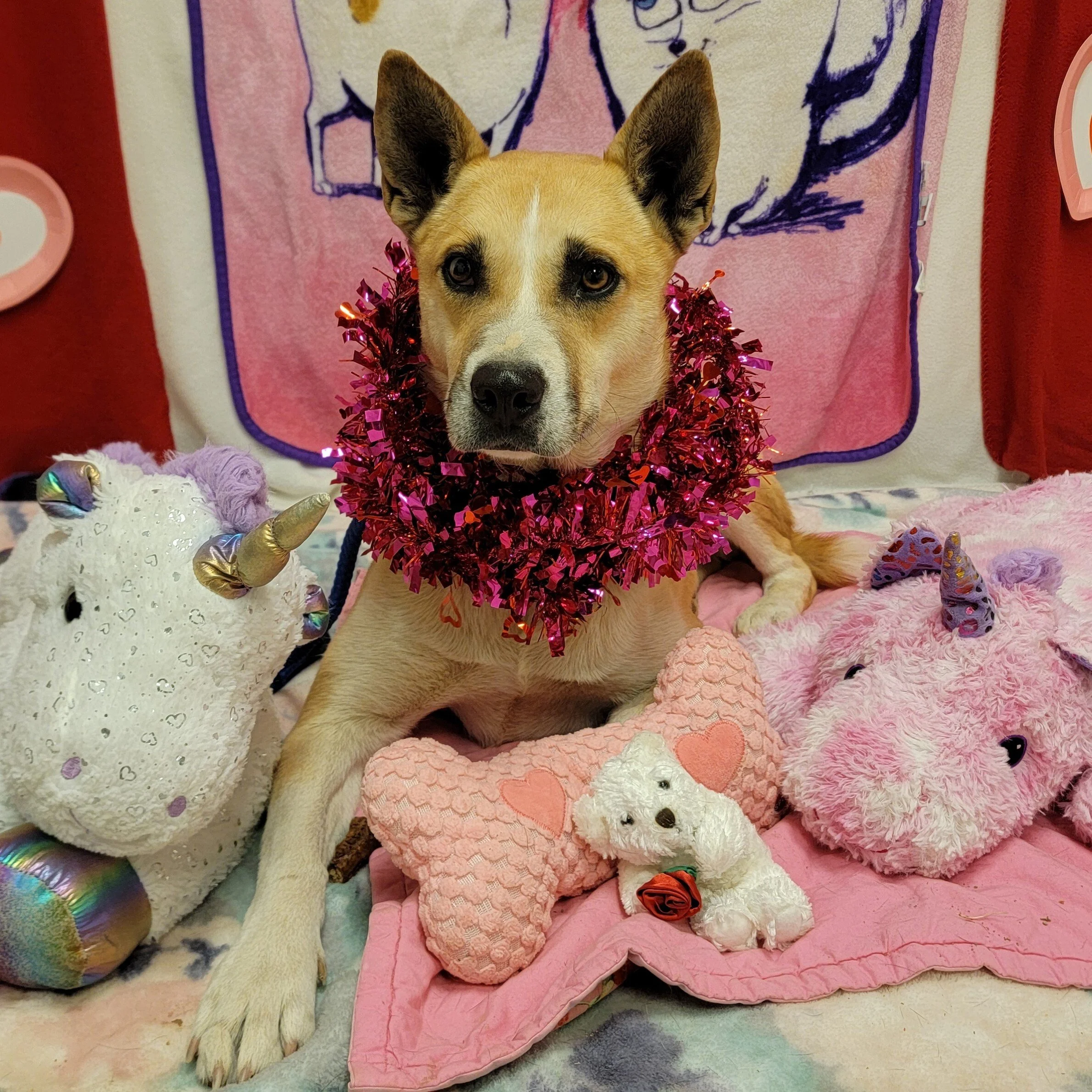 Payday - I’m being adopted by my foster!