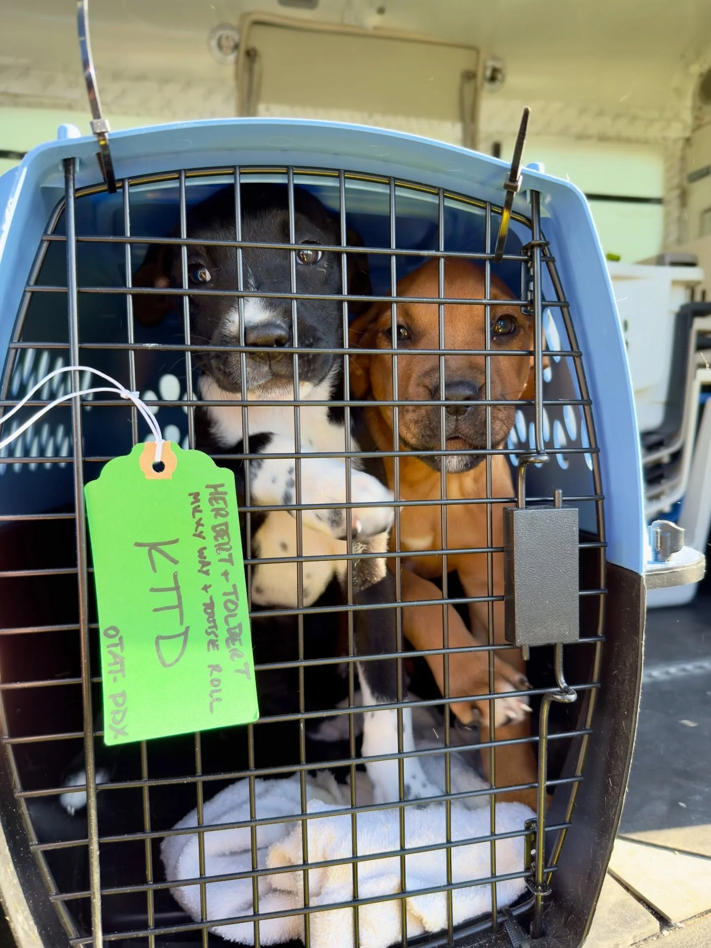 This afternoon we welcomed 36 dogs who had us at hello from our sister org @otatwtx. This special pittie and puppy-heavy winter flight was only possible thanks to our friends at Dog Is My Co-Pilot @dogismycopilotinc. These pups are not eligible to fl