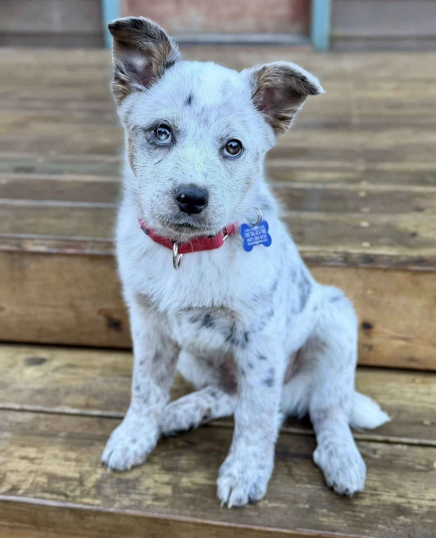 If you're tuning in to the #puppybowl on @animalplanet today (airing now at 11am PT!) look out for a familiar face during the Adoptable segments throughout the show. Our secret surprise mystery puppy, Bailey, can finally be revealed; showcased on nat