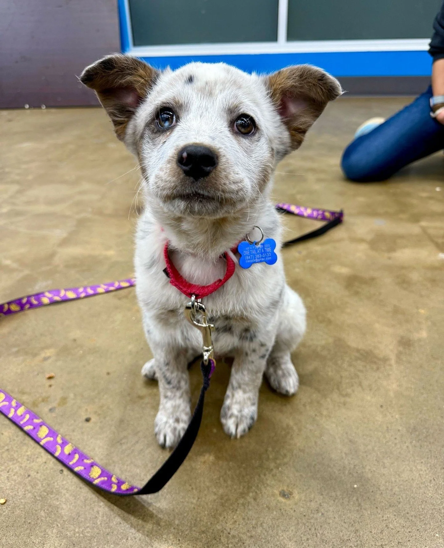 Holy smokes, y'all! In only a few hours Bailey received *84* adoption applications from all over the country after her segment aired during the #puppybowl on @animalplanet yesterday. It's incredible what even a bit of national coverage can do.⁠
⁠
And