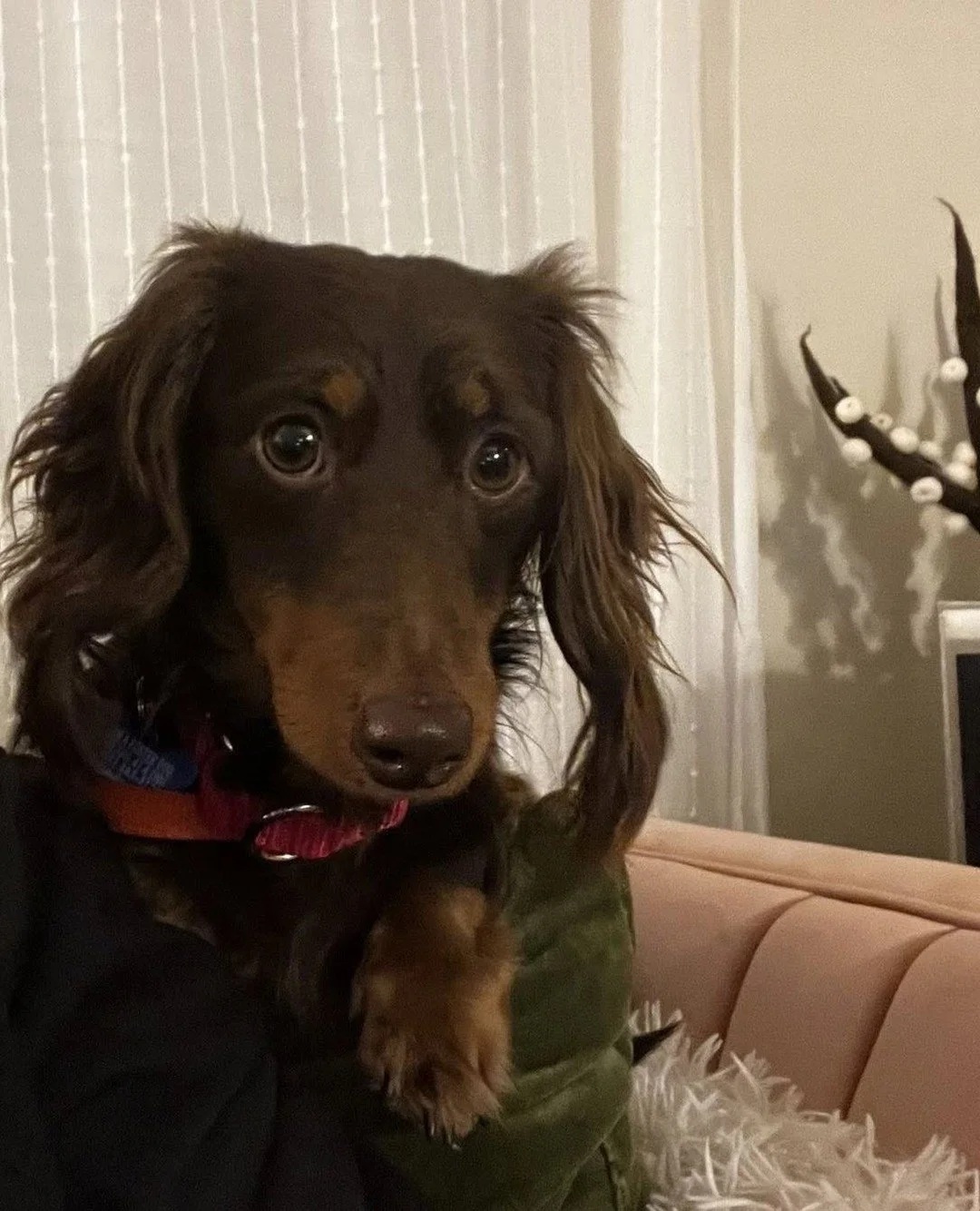 There&rsquo;s sadly no shortage of good dogs waiting to leave shelters for somewhere softer. We say it time and again: you can find every type of dog in rescue. And even in your local shelters. ⁠
⁠
Like these two, for example. Recently welcomed from 