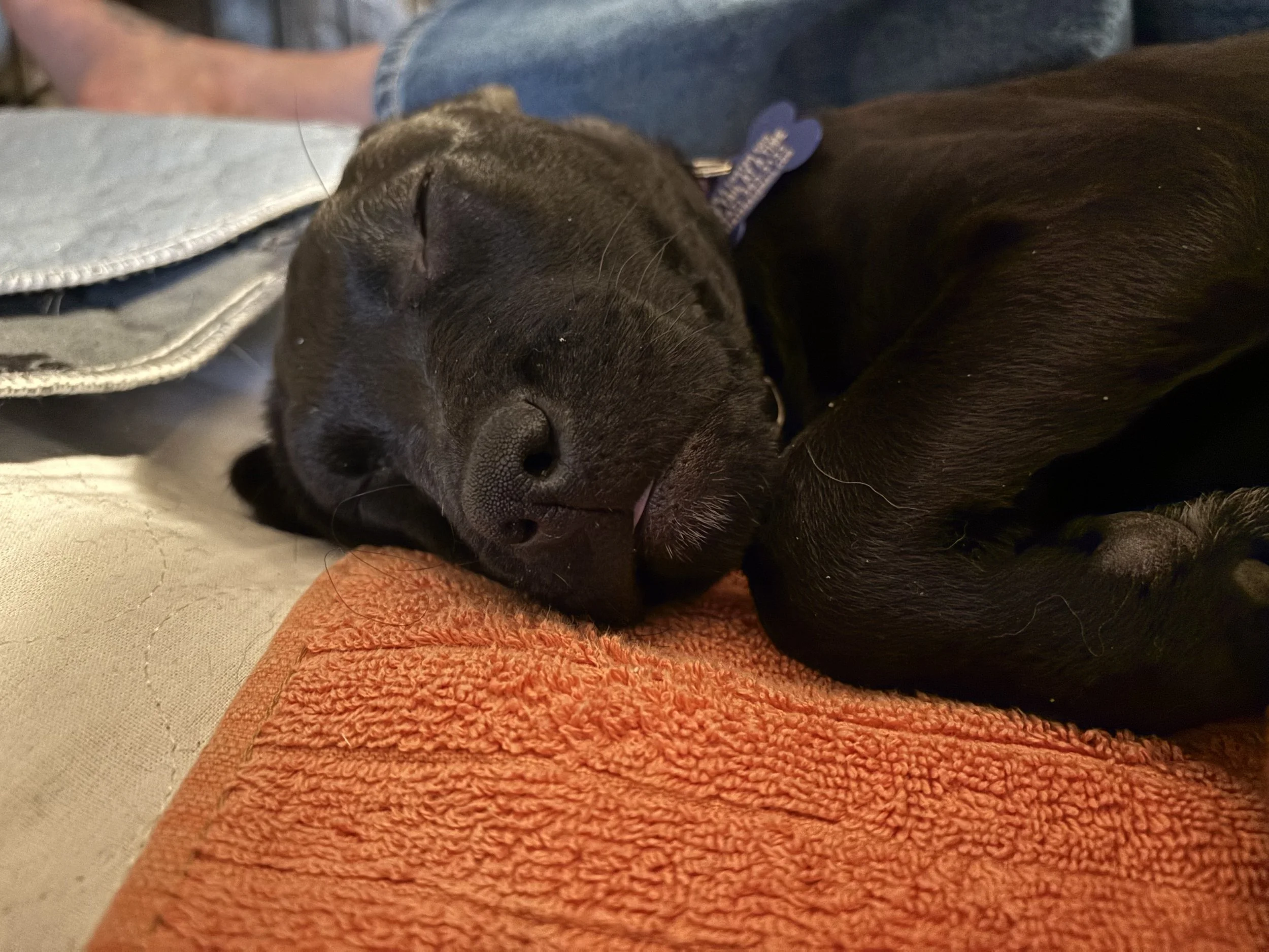 Yoohoo mini mlem.jpg