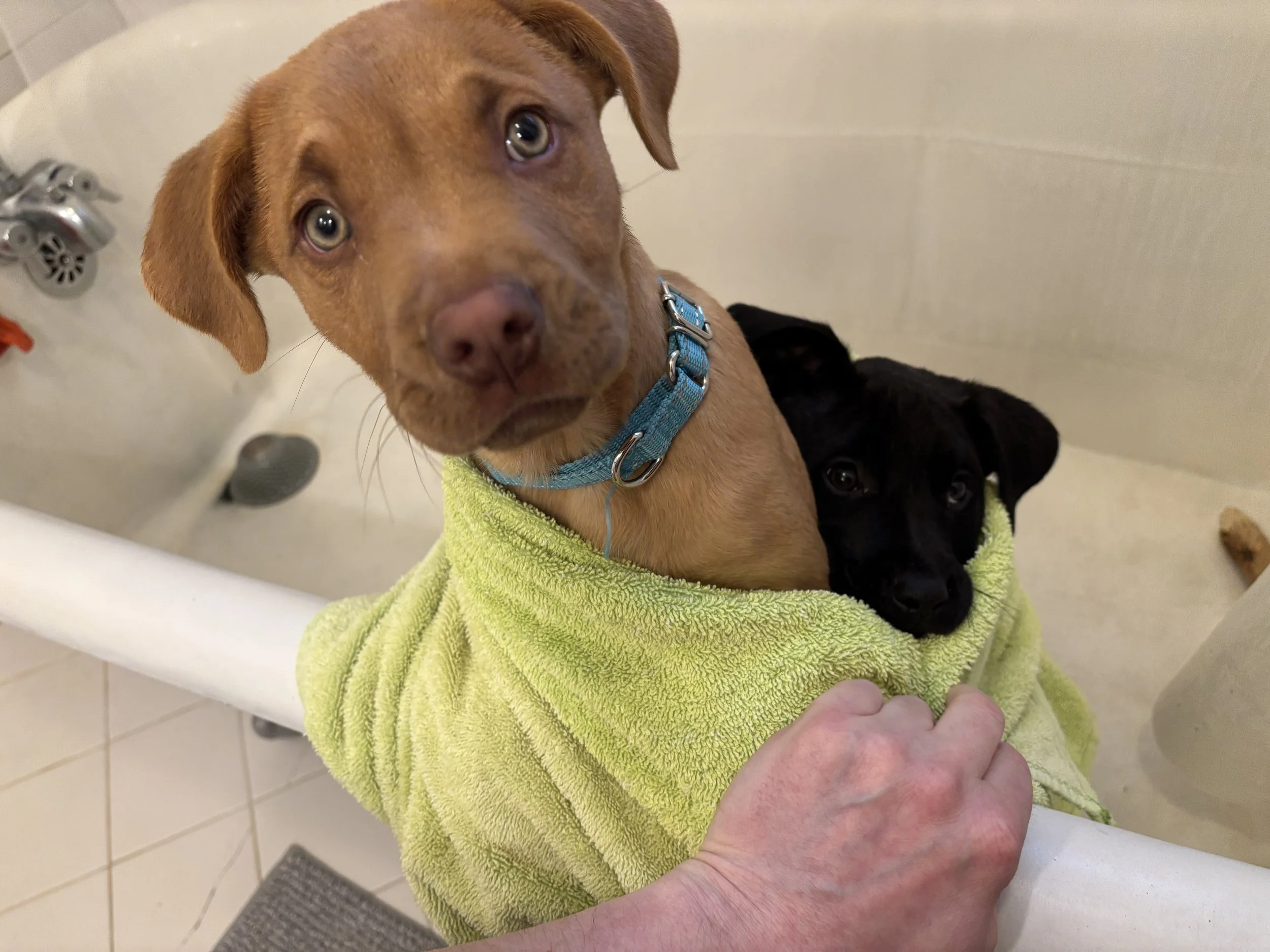 HB - Yoohoo in towel.jpg