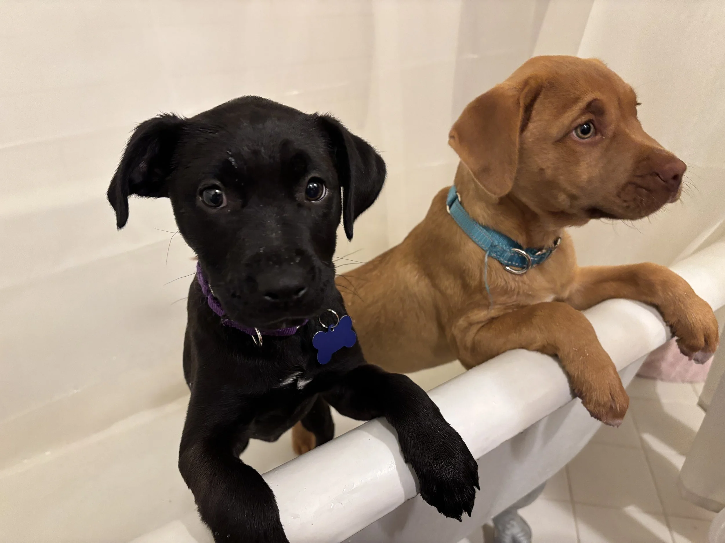 HB - Yoohoo bath.jpg