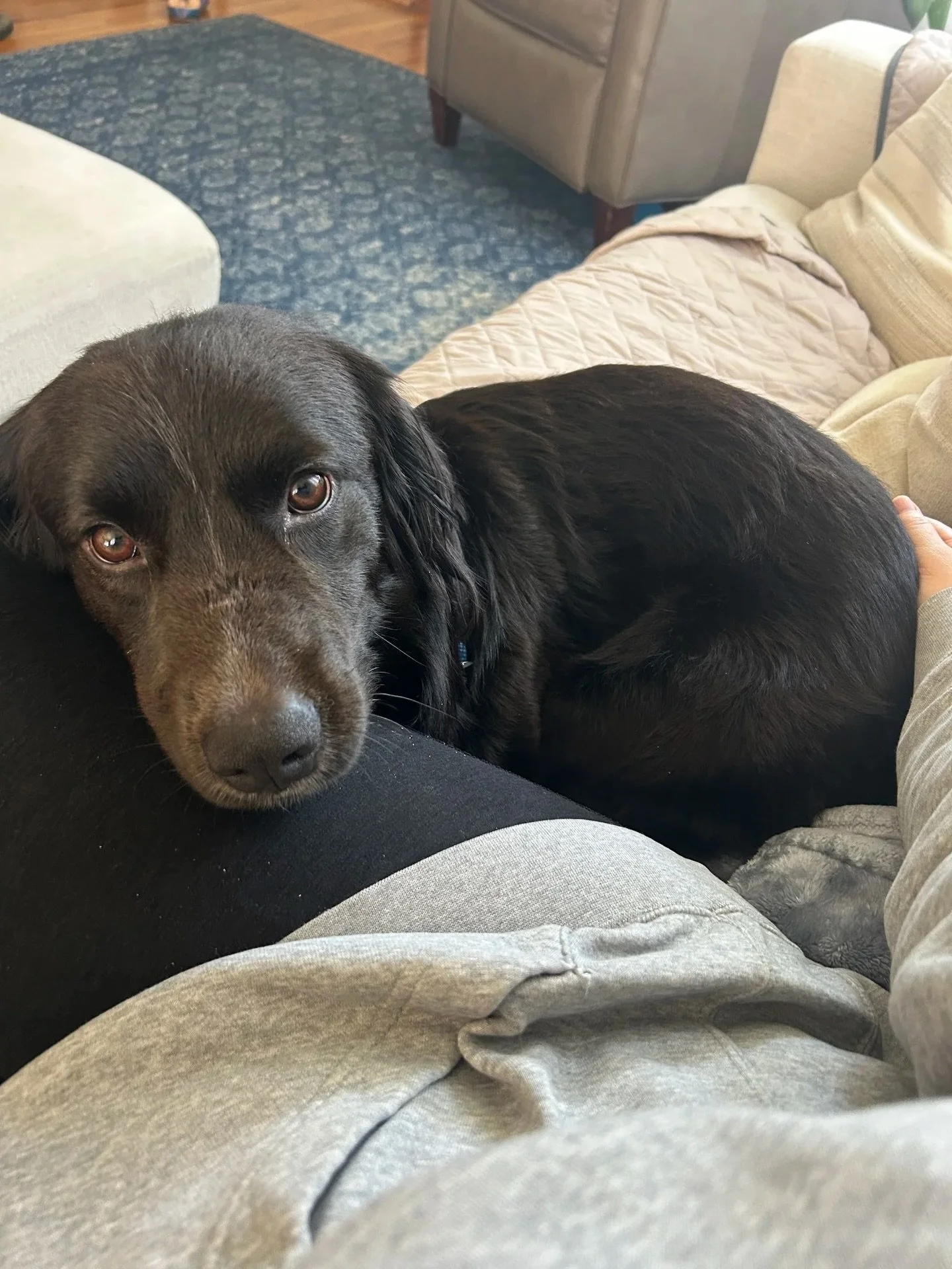 Some good news to close out this Wednesday &mdash; Martin will be visiting our Adoption Center tomorrow, Thursday 2/12, from 2:30-6:30PM (or until adopted)!

Come get lost in this sweet boy&rsquo;s eyes and maybe even make him yours. 💕
