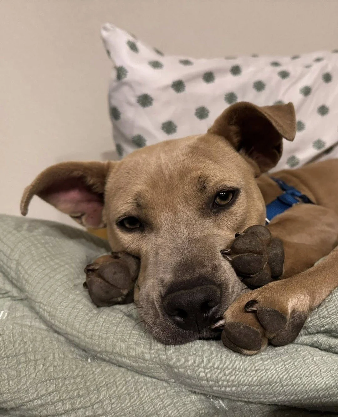 Forget a bouquet of flowers this Valentine's Day, we want a bouquet of toe-beans.