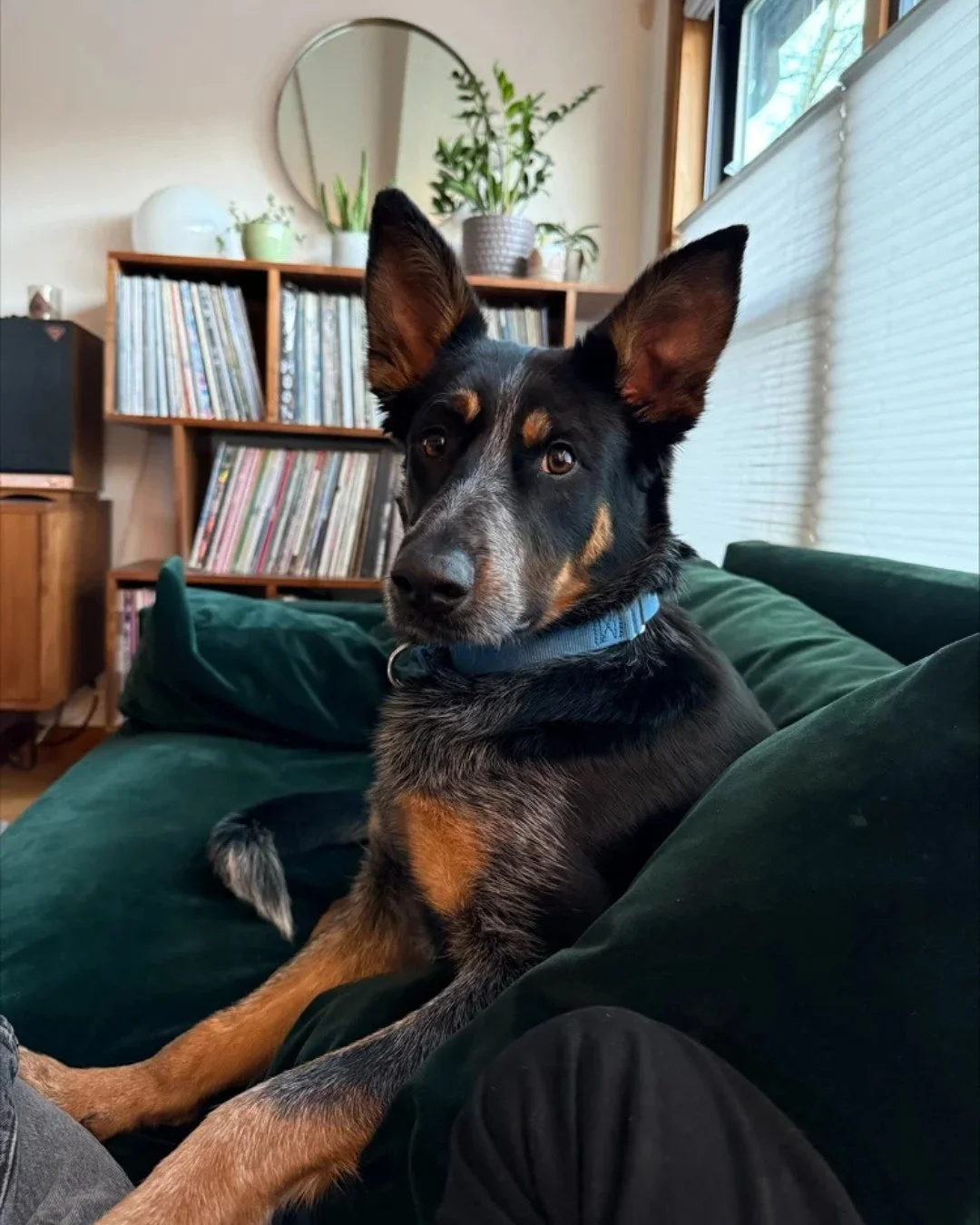 Bachelor is coming to the Adoption Center tomorrow (Friday 2/13) from 2:30&ndash;6:30PM, ready to try again. Bringing the same charm and hopefully a different ending that includes a Happy Tails photo.