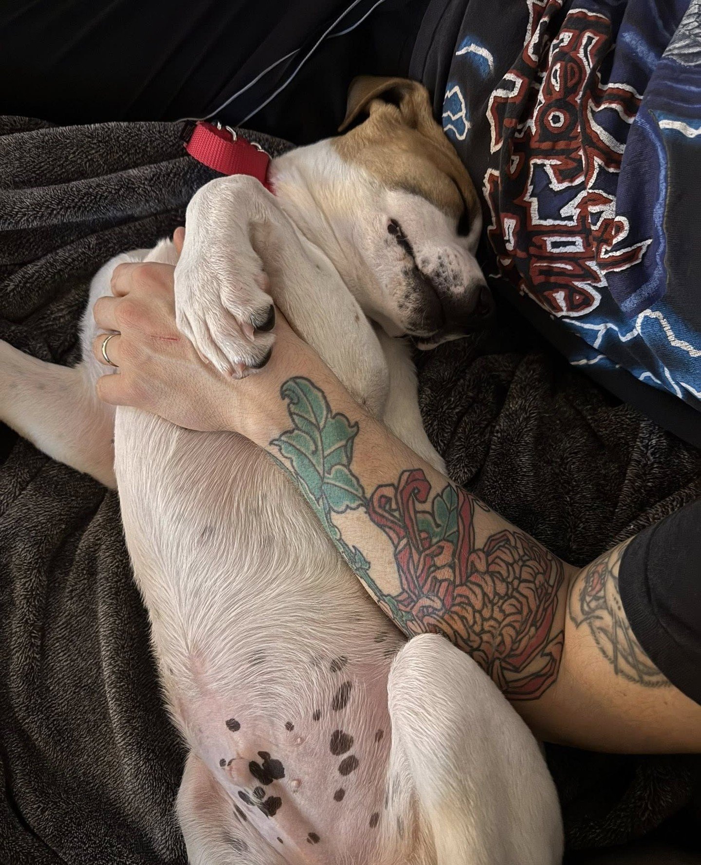 One puppy belly a day keeps the doctor away. Two puppy bellies a day? Good luck for life.