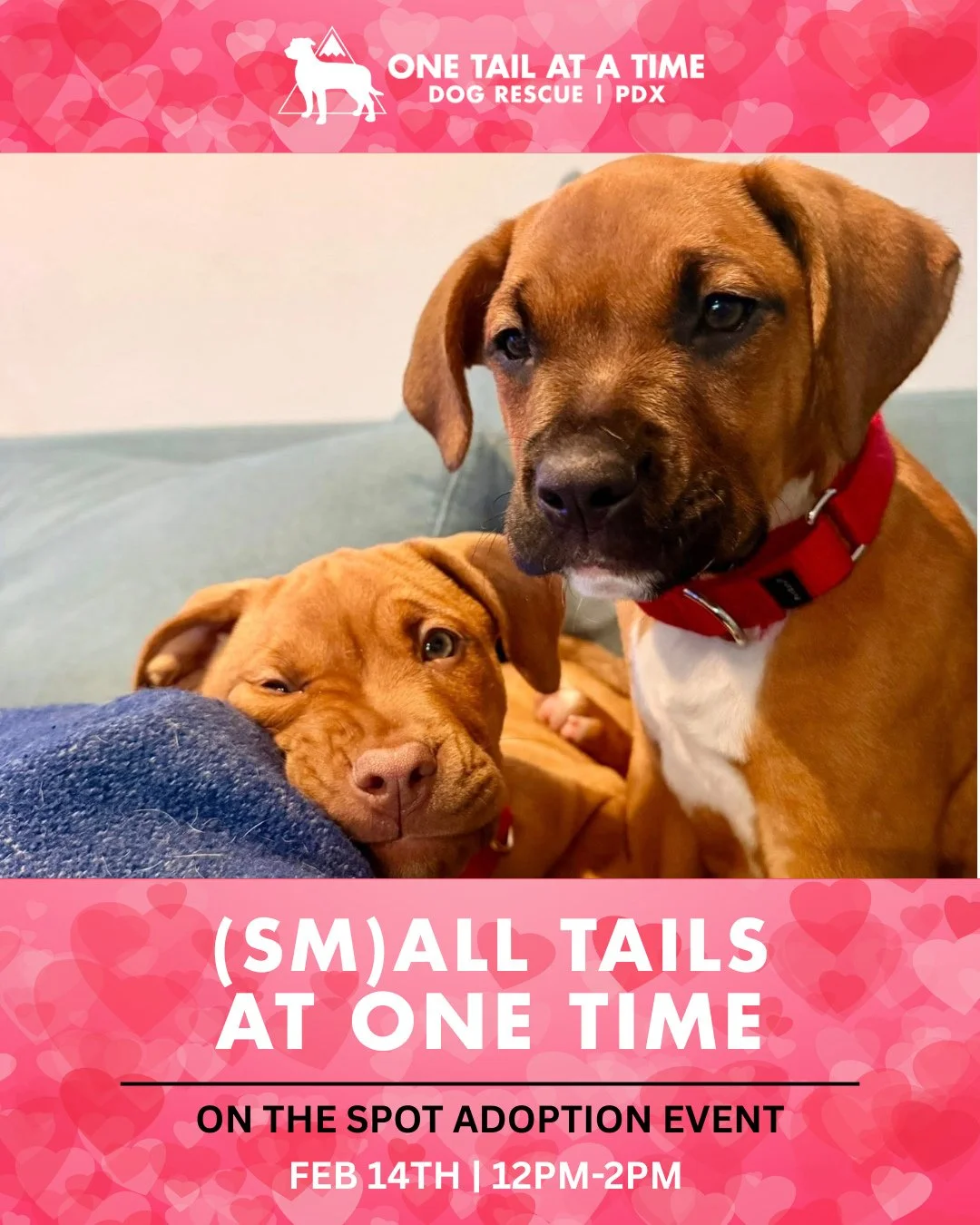Puppy dreams are coming true tomorrow during a special Valentine's Day (Sm)All Tails adoption event 12-2PM at our Adoption Center.⁠
⁠
Check-in to find your crush starting at 11:45AM. Please be aware that the first hour (12-1PM) is reserved for our Wo