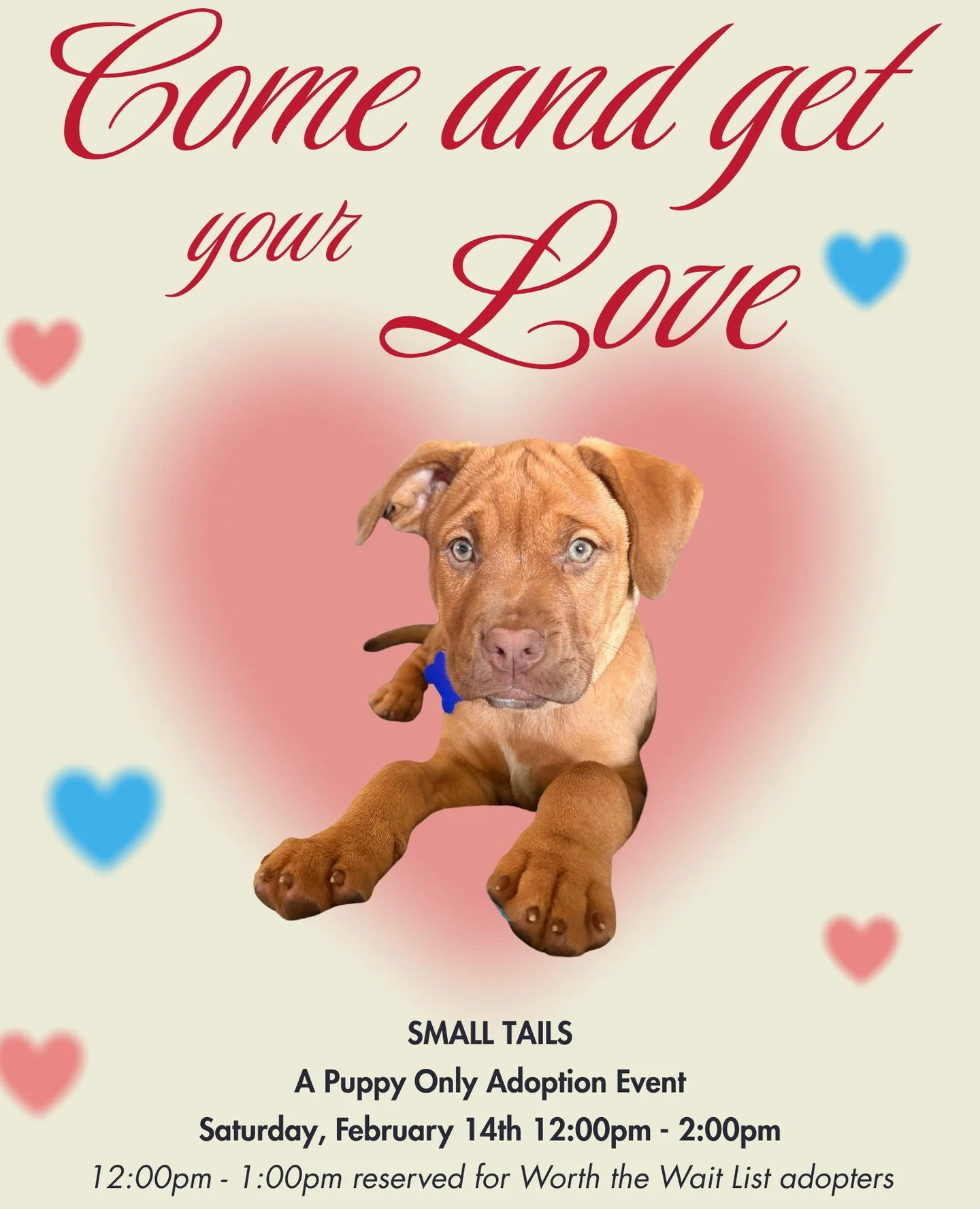 Come and get your love at (Sm)All Tails! This puppy only Valentine&rsquo;s Day adoption event is today, Saturday 2/14, from 12-2PM. The first hour (12-1PM) is reserved for our Worth the Wait List adopters to go first. Puppies will then be available t