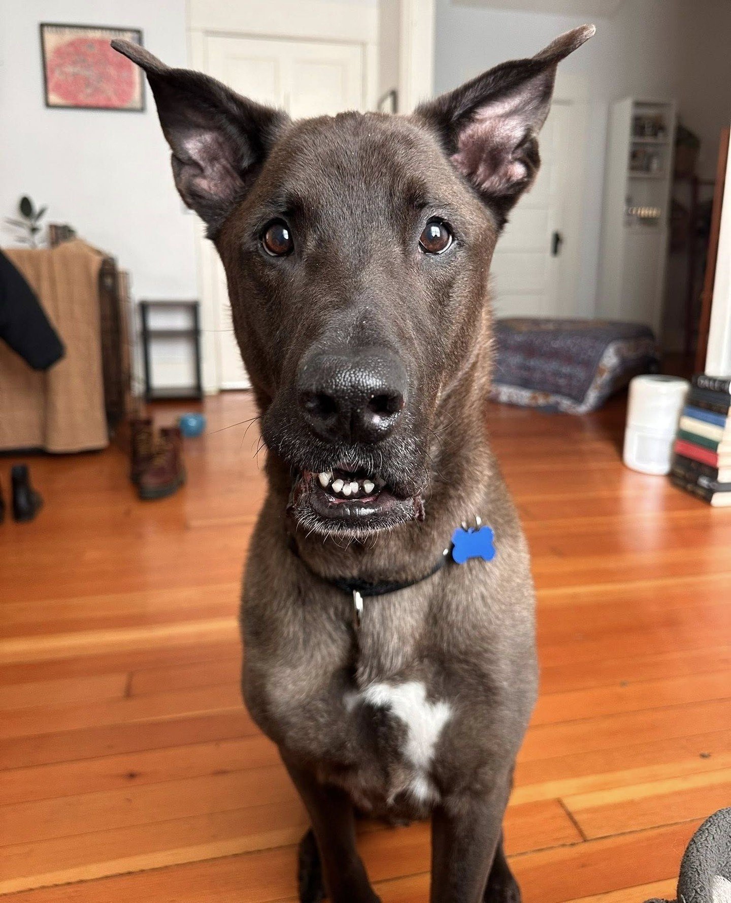 Saturday at the Adoption Center was busy. While saying goodbye to familiar faces with several Happy Tails, we were also saying hello to two new ones from Marion County: Bugles and Razzles. And Bugles is in urgent need of a new foster!⁠
⁠
This sweet l