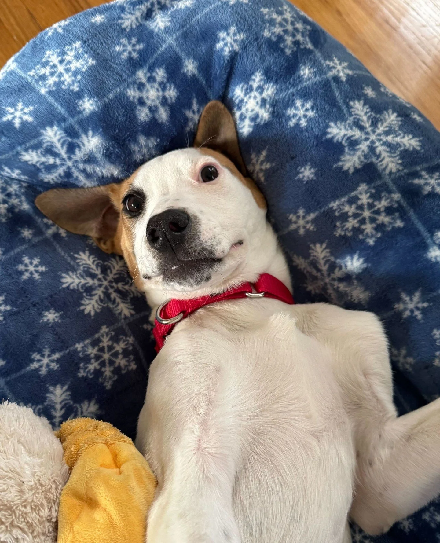 Pop Rocks woke up, realized it&rsquo;s only the start of the week, said, &ldquo;Let&rsquo;s circle back.&rdquo; On everything. Including getting out of bed.⁠
⁠
If you&rsquo;ve also considered going back to bed this week, you two might be a match. Mee