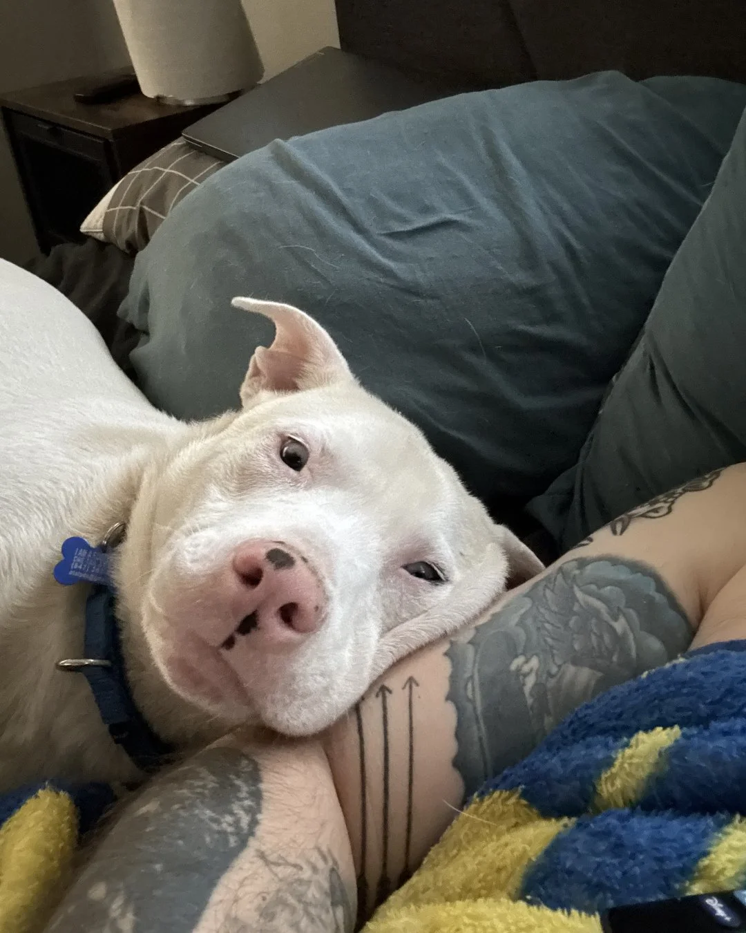 Ohhh Sno-Caps. 🤍 Soft on the outside. Even softer once you know him.⁠
⁠
Just like his candy namesake, Sno-Caps are better in handfuls&hellip; and this one would especially love to be your dog&rsquo;s new best friend. He&rsquo;s happiest with a canin