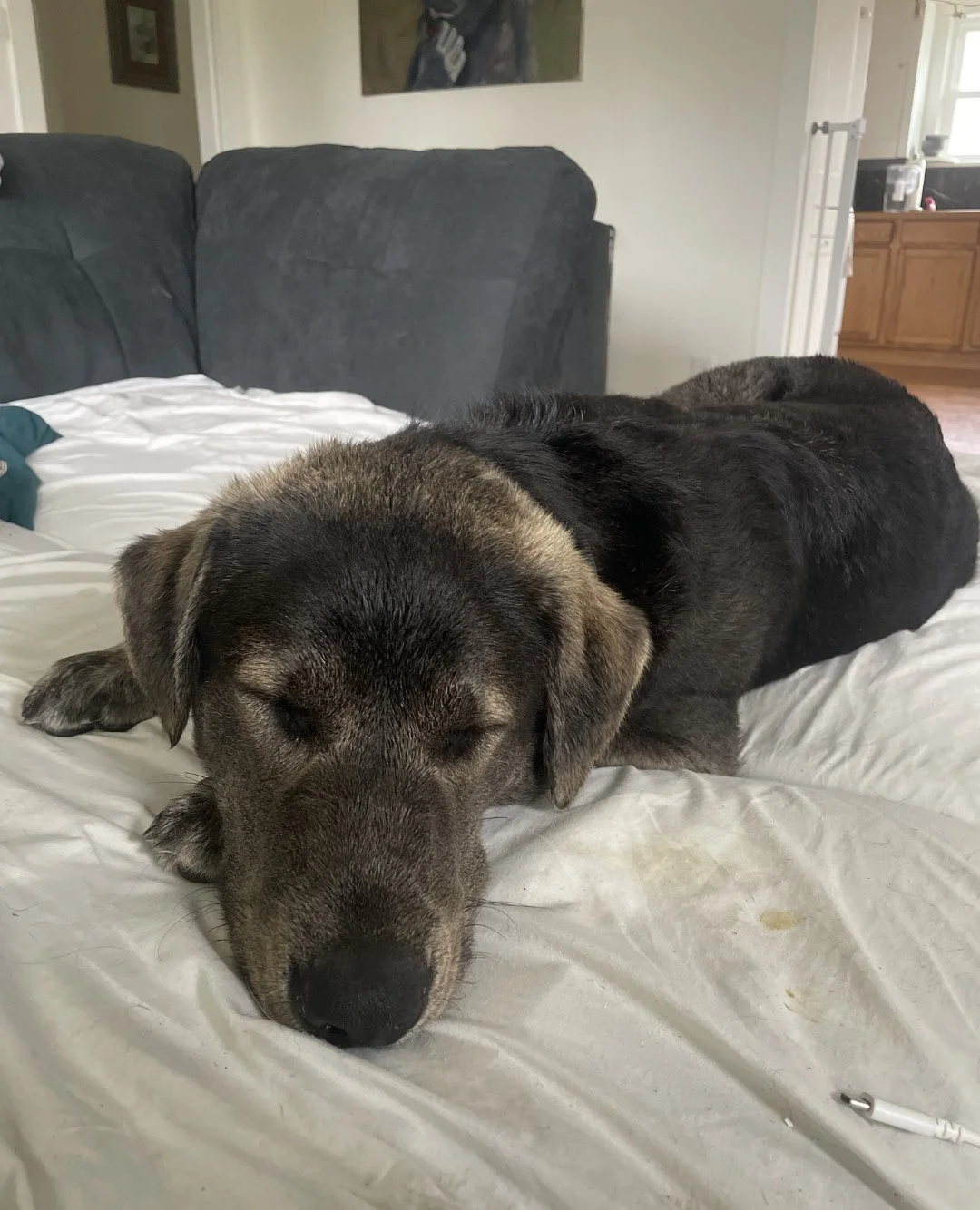 You could say this week&rsquo;s dog lineup at our Adoption Center has range. And you&rsquo;d be correct.⁠
⁠
Here&rsquo;s who&rsquo;s clocking in:⁠
&rarr; Thursday (2/19), 2:30&ndash;6:30PM: Bogart and Martin. *Martin has an intro at 3PM and then will