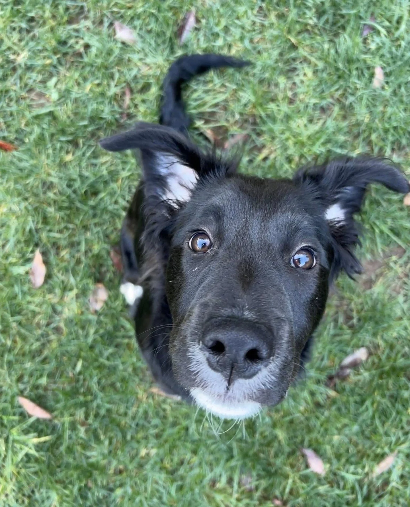 A couple boopable puppy noses to start your Thursday.⁠
Boop away.