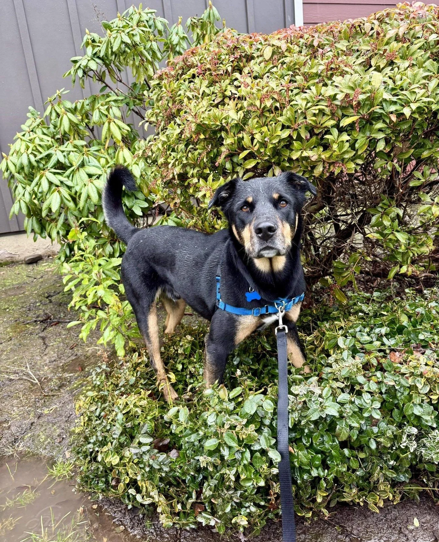 Have you met Razzles yet? Rain or shine, this happy dude is outside enjoying the weather.