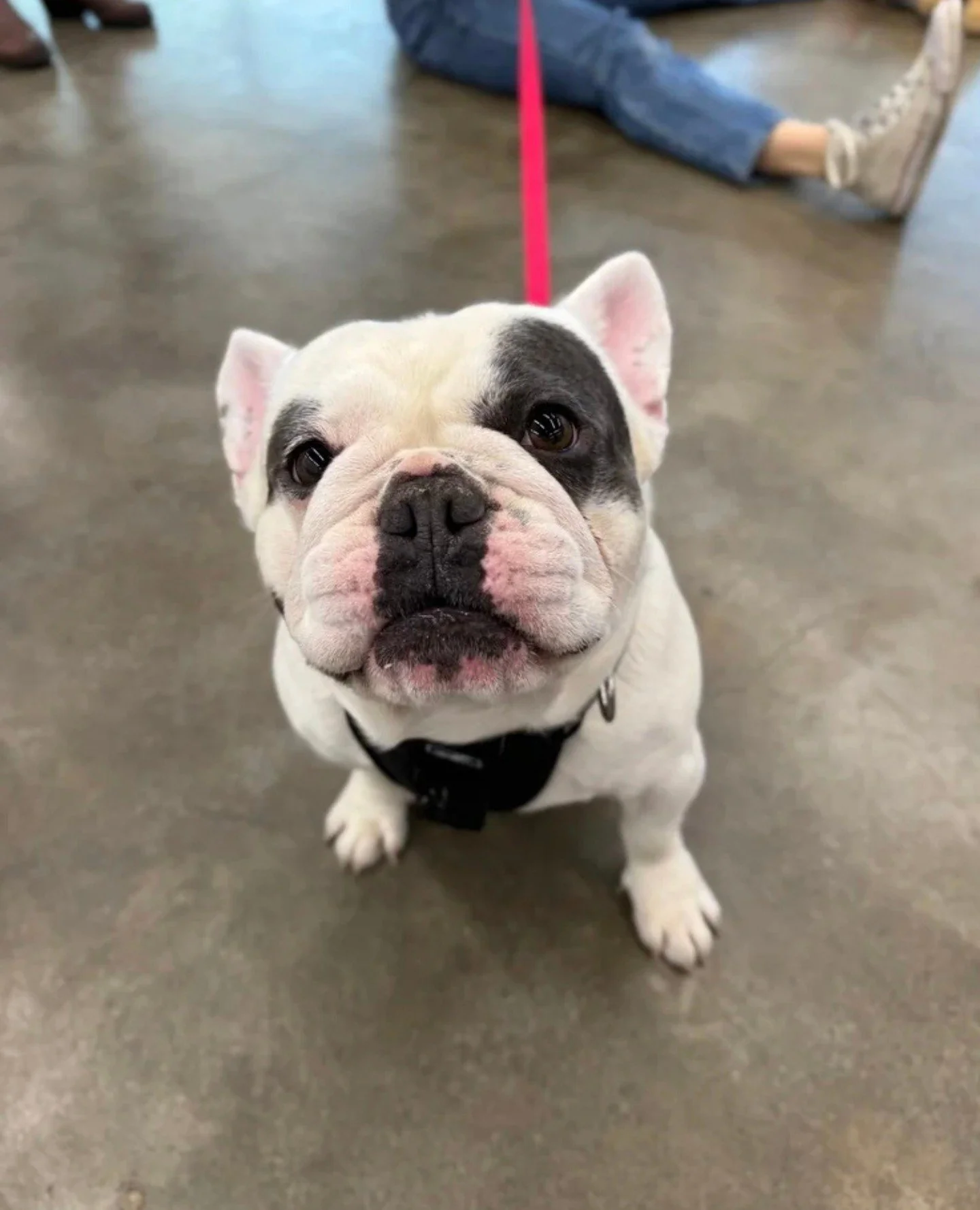 Meet one of our newest arrivals from Marion County, David! We suspect he'll be just as popular and beloved as his Schitt's Creek namesake.⁠
⁠
More "aww, David" than "ew, David" -- either way, this guy goes to show there is every t