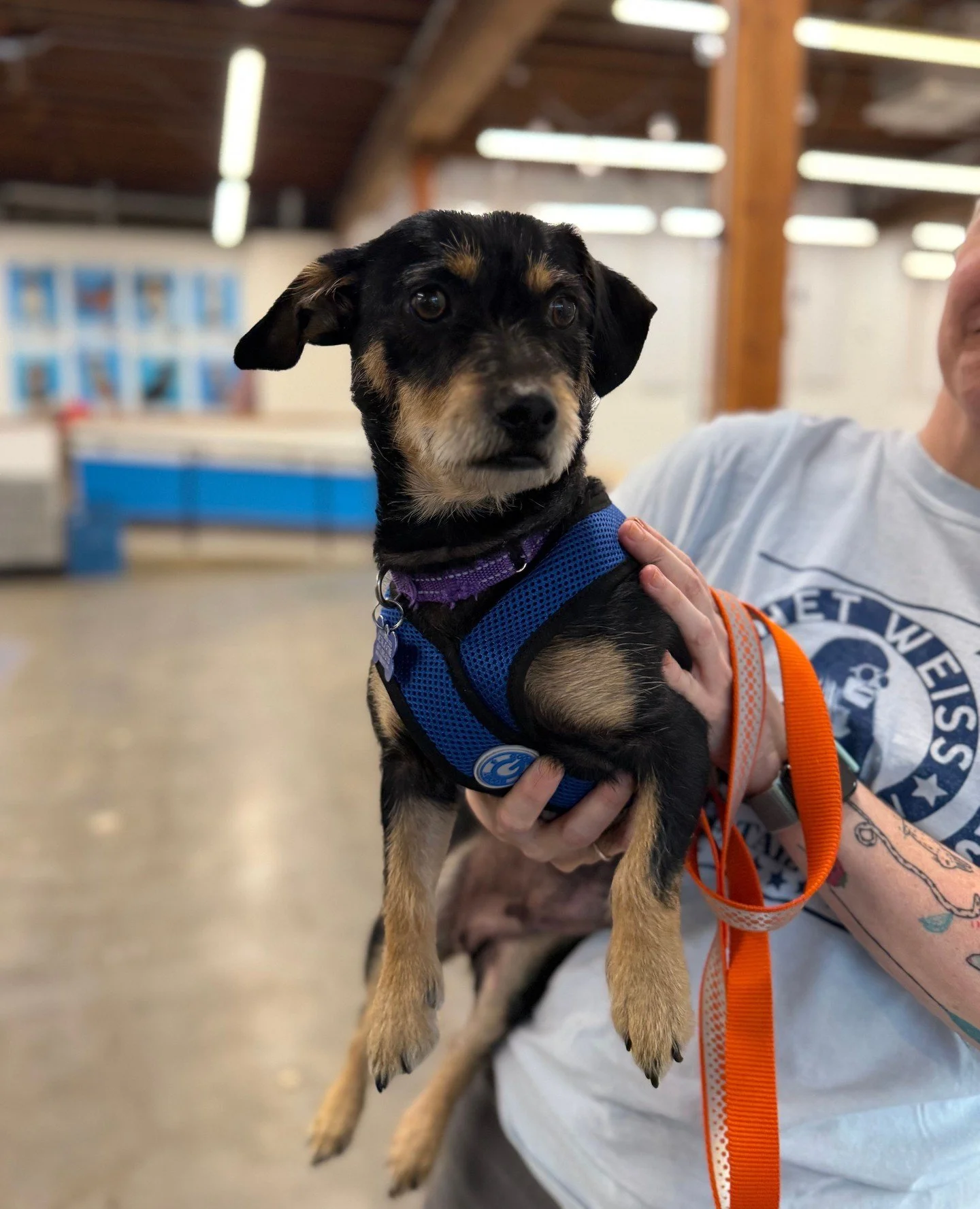 This Alexis isn&rsquo;t a huge, huge yacht; more like a small, small rowboat who also recently arrived from Marion County.⁠
⁠⁠
This pop star also has a critically reviewed limited series, currently titled A Little Bit Available for Adoption, now stre