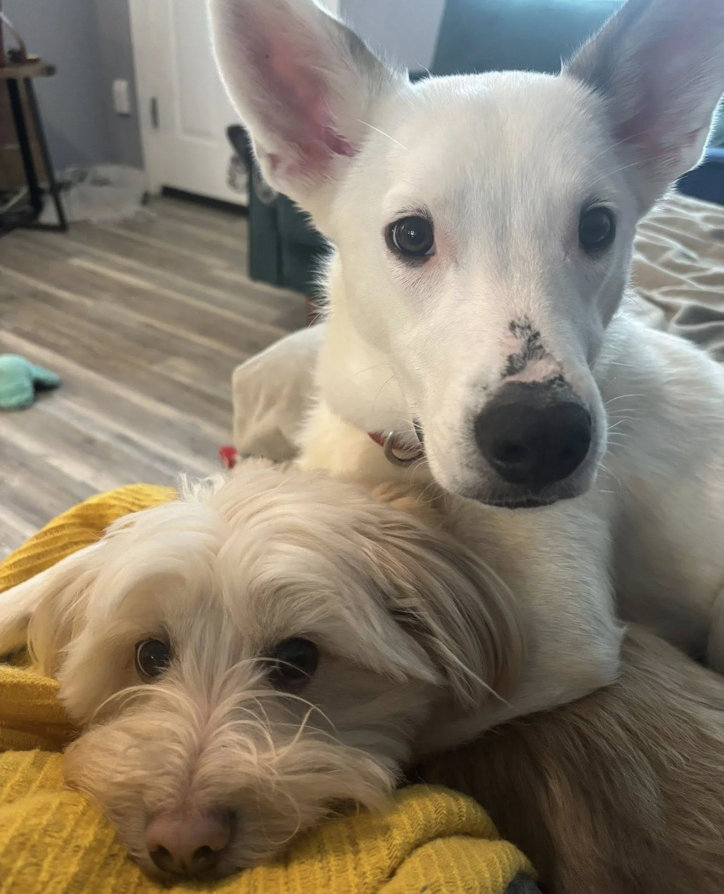 Pear Tree is back and wasting no time getting in some cuddles with his foster&rsquo;s resident dog.⁠
⁠
Shy at first, once he warms up he fully commits to being affectionate. Pear Tree gets along great with other dogs and would love a built-in best fr
