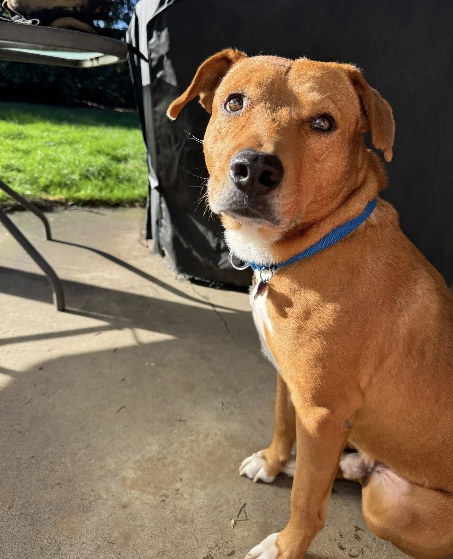 Good boy Heath doesn&rsquo;t have a bad thing to say about anyone he meets. He lets the delivery driver live his life and stays above the drama, focusing on more important matters, like snacks. He enjoys leisurely walks (and has even been on a hike),