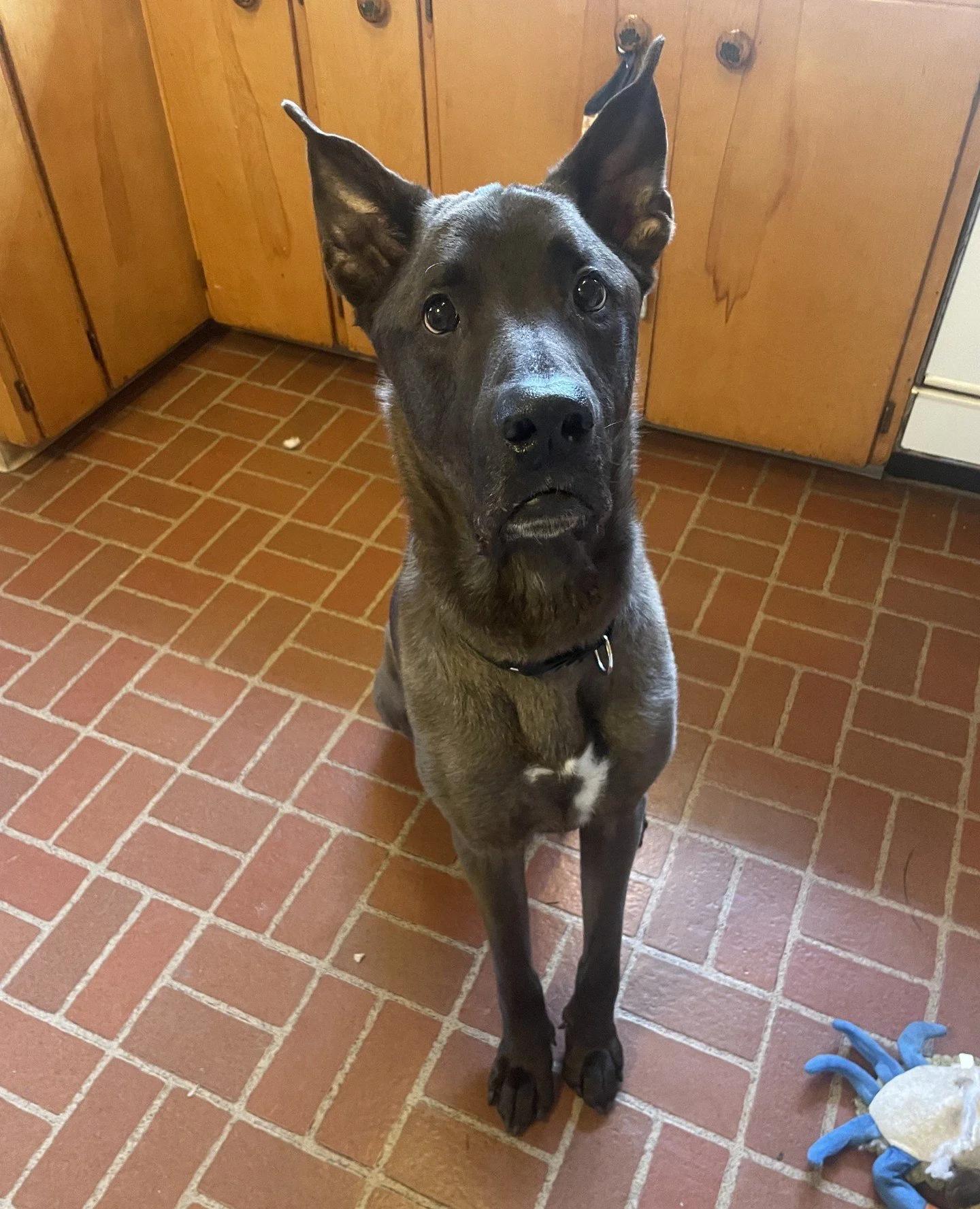 The sun isn't the only one showing out this week. While Bugles, Hubba Bubba, and Tootsie Roll can't provide literal heat, they are highly qualified in delivering the emotional equivalent of a warm patch of sunlight.⁠
⁠
Bugles will be at the Adoption 