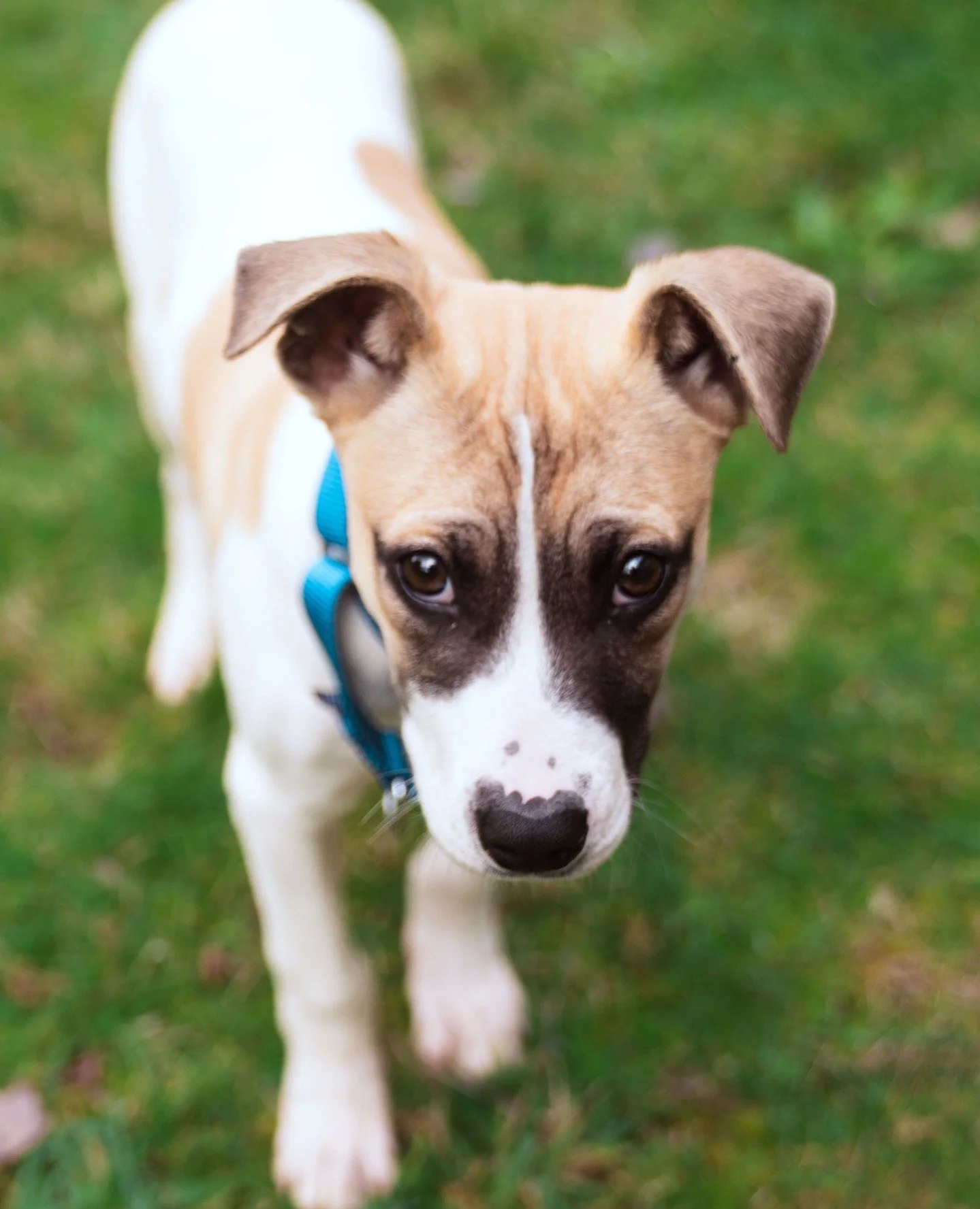 Some people have brunch plans. Some people have errands. And some people will be meeting two small adoptable bebes named Rolo and Pop Rocks. They're all good plans, don't get us wrong, but we do think one is better than the rest (Rolo and Pop Rocks a