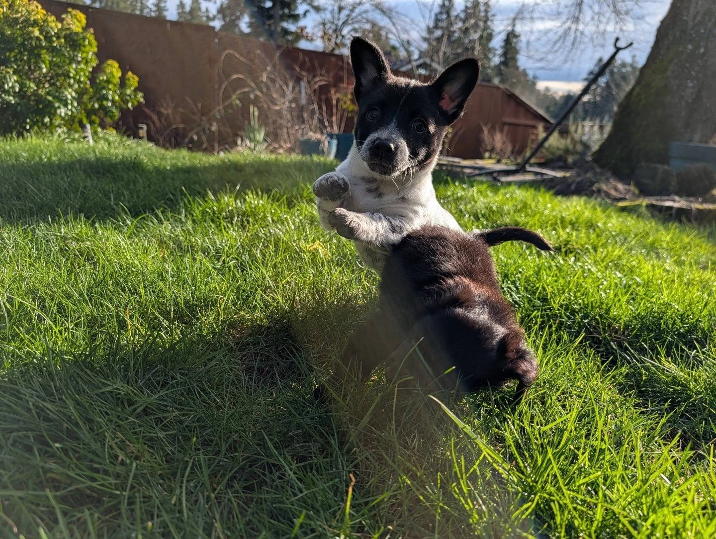 When the sun comes out, so do the yard gnomes Tamales and Tamalito. Both are supervising absolutely nothing. Please don&rsquo;t startle them. They&rsquo;re working.