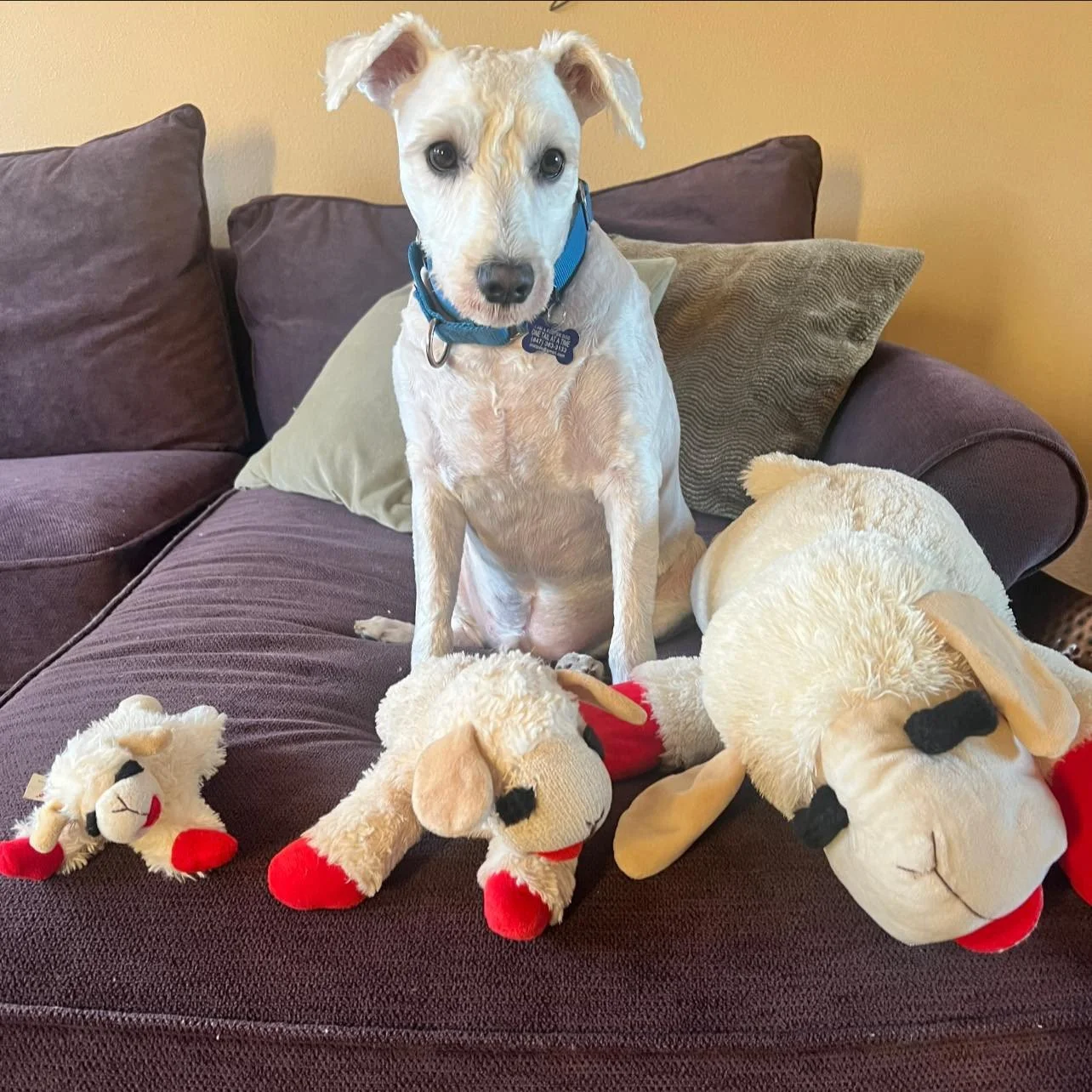 Sacramento didn&rsquo;t choose the Lamby life, the Lamby life chose him.⁠ And he now oversees a small, thriving flock. Adopt them all as a set.