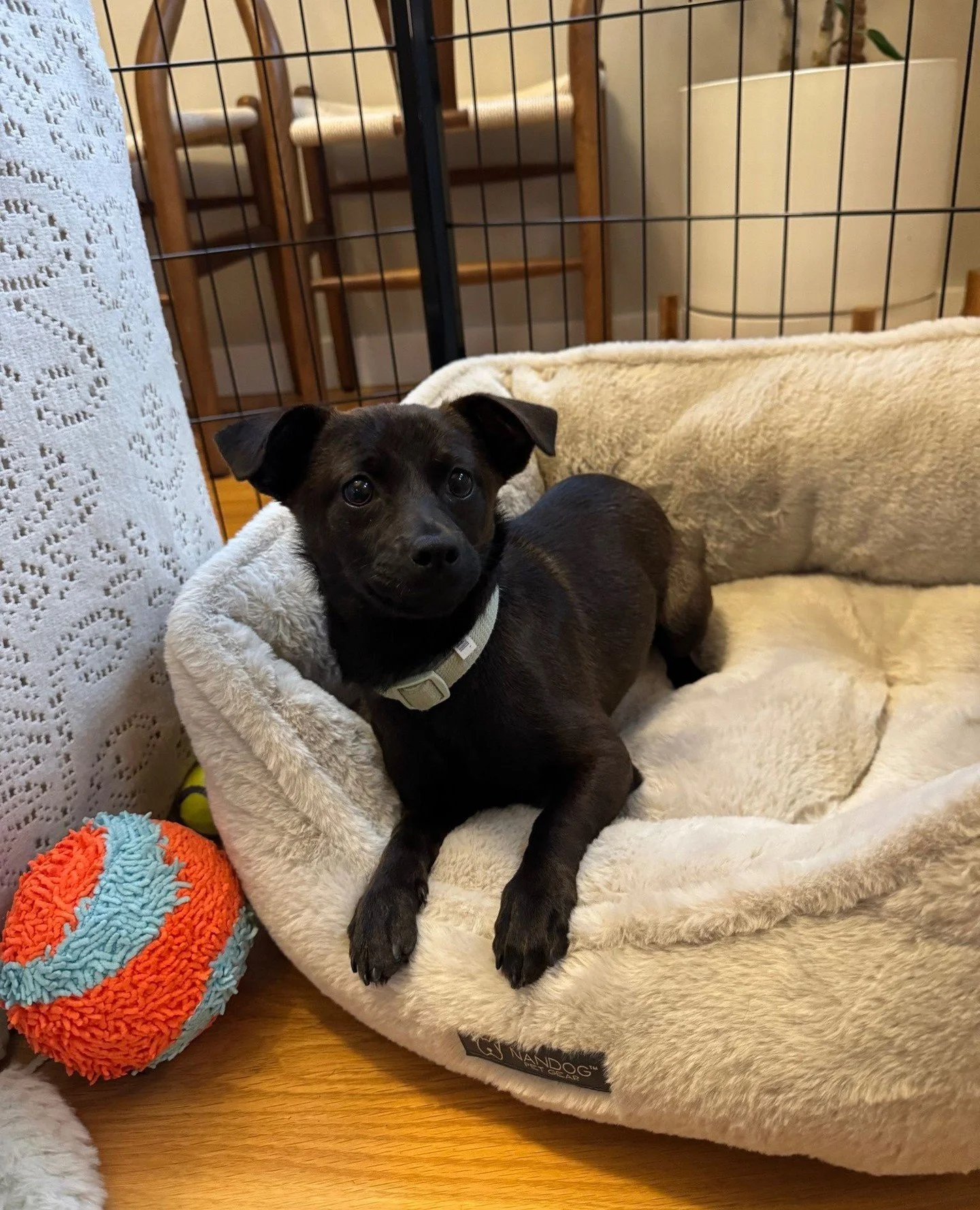 Little Gogurt is leaving the comfort of her foster home today and blessing us with her presence at the Adoption Center from 2:30-6:30PM, or until adopted!⁠
⁠
Come on by to meet this lil' cutie and her other friends, Hubba Bubba and Tootsie Roll, and 