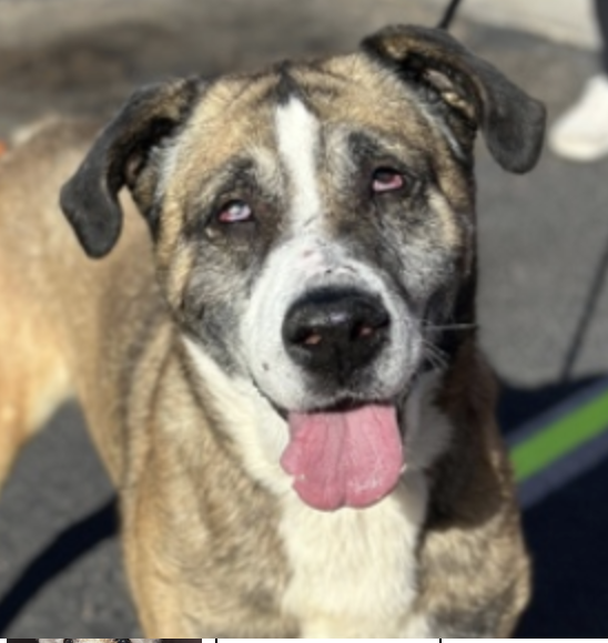 Principal Snyder.png