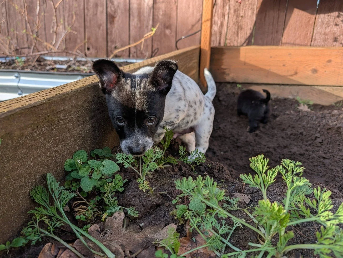 You know what? Having to skip plans to get garden chores done on the weekend isn't so bad when Tamales offers to help.