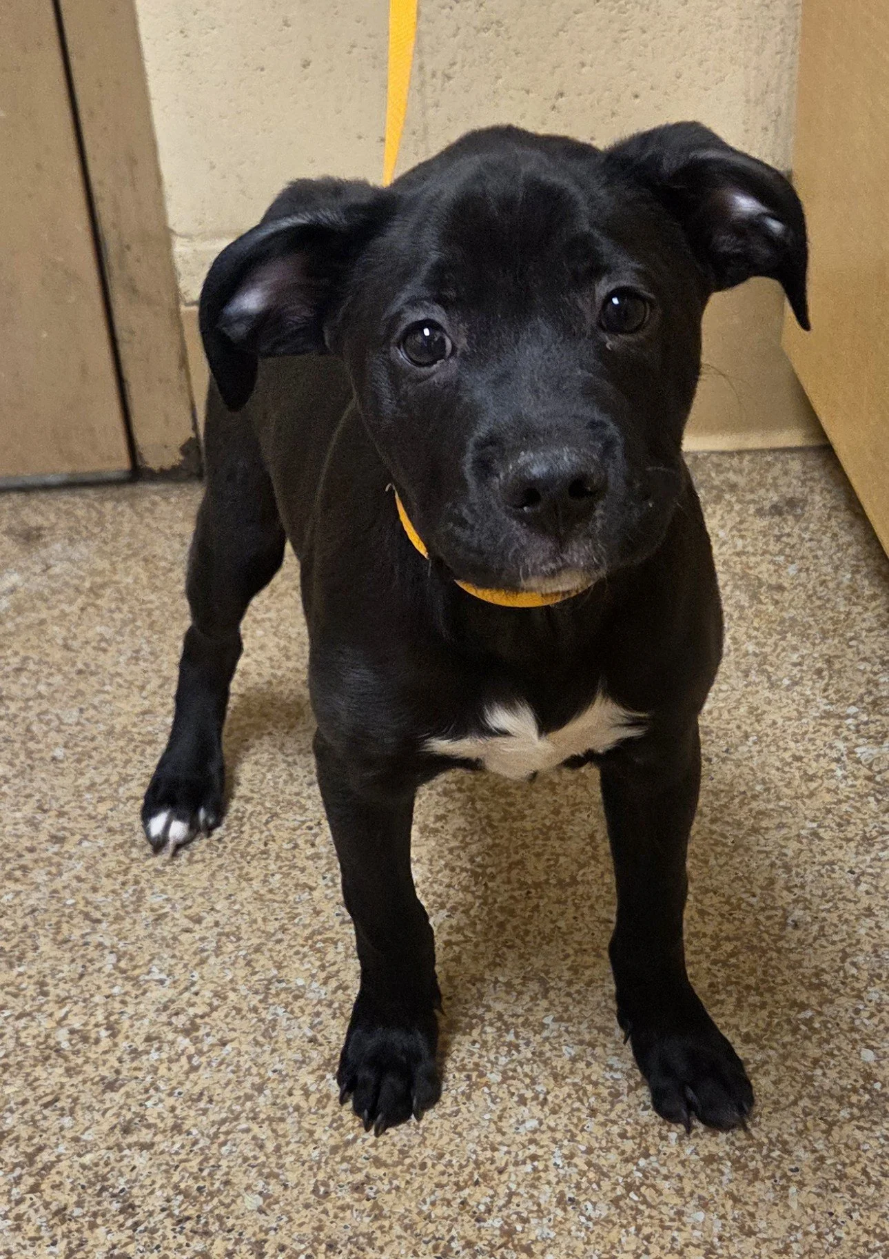 2-19-26 Pitbull ppup Blk Wht M.jpg