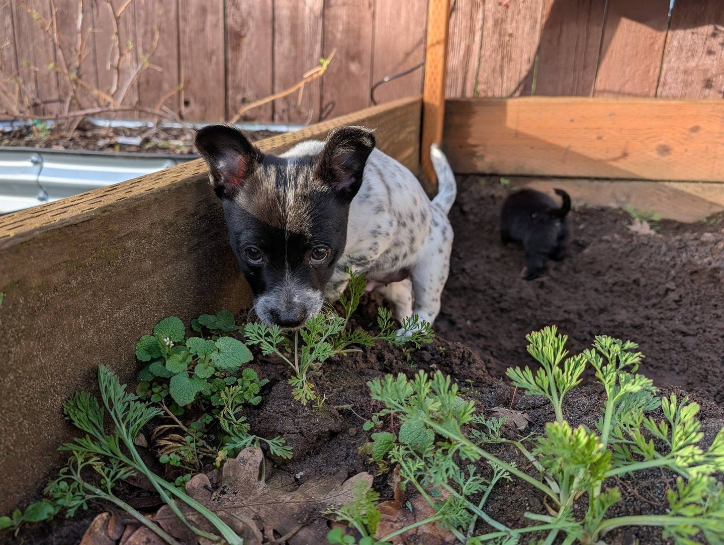 You know what? Having to skip plans to get garden chores done on the weekend isn't so bad when Tamales offers to help.