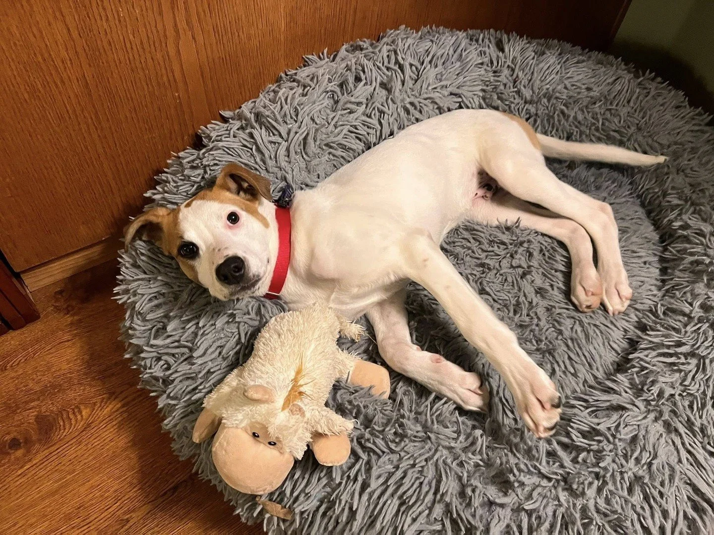 Pop Rocks spent the day at the Adoption Center with us and didn&rsquo;t head home just yet. That&rsquo;s okay though! Everyone knows the right match is worth waiting for, and we believe his person is out there. When they find him, it&rsquo;s going to