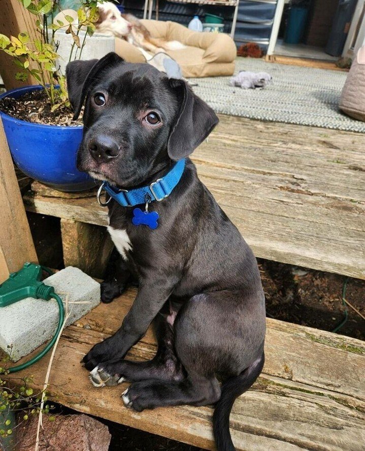 We do our best to help shelter dogs near, far, wherever they are. *whispers Celine Dion lyrics to self* And last weekend, that meant a pickup from Marion County.⁠
⁠
Meet Liam, Flo, Edie and Muffin!⁠ We&rsquo;ll be sharing more as we get to know them,