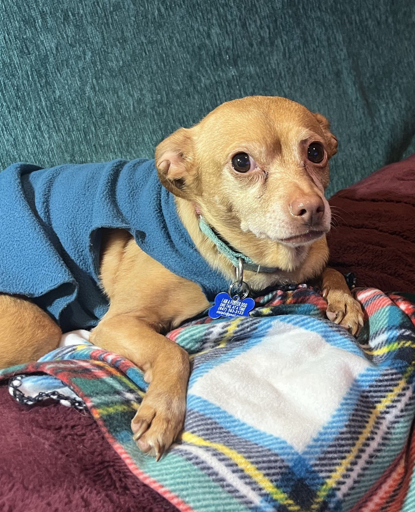 Unlike the famous character she's named after, Moira is a bit shy and not one for chaos or a loud group chat. She does, however, enjoy modeling coats and even has a perfect runway prance. So yes, in that sense&hellip; very much giving Schitt&rsquo;s 