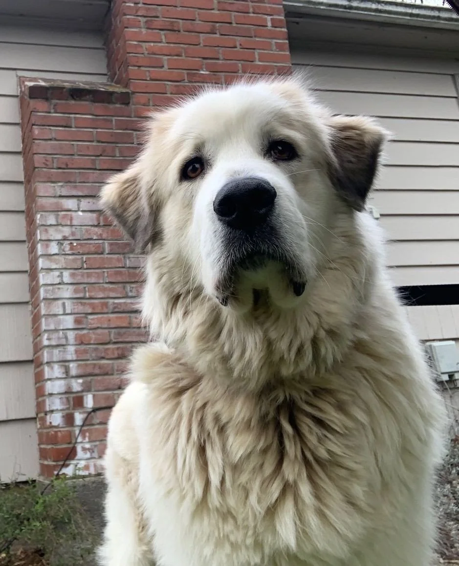 Since arriving from Clackamas County, Heidi has been living respectfully alongside a smaller dog and senior cat, showing great manners with both. She&rsquo;s even been caught admiring herself in the mirror, and we don't blame her a bit.⁠
⁠
Heidi is a