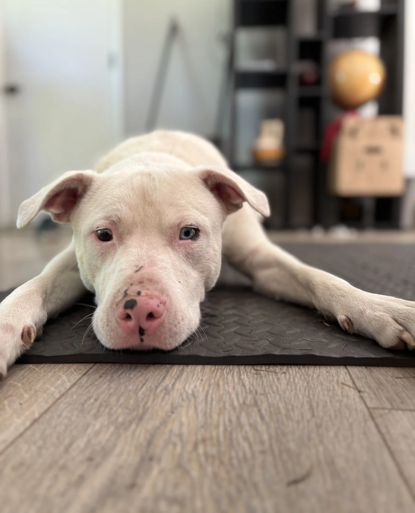 Sno-Caps reporting live from the floor this Wednesday.⁠
⁠
He's doing great on leash and spends the rest of his time lovingly supervising your every move. Think: sweet little shadow with a wagging tail. 

While this buddy does prefer a buddy in human 