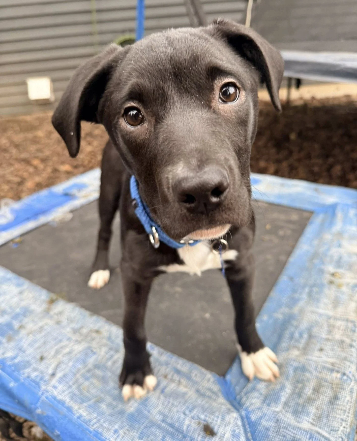 Muffin checkin in on a Wednesday afternoon like: "hiiii, everything good over here? Do you ya'll need anything? Some snacks? Emotional support? Let me know. Gah, I love ya."